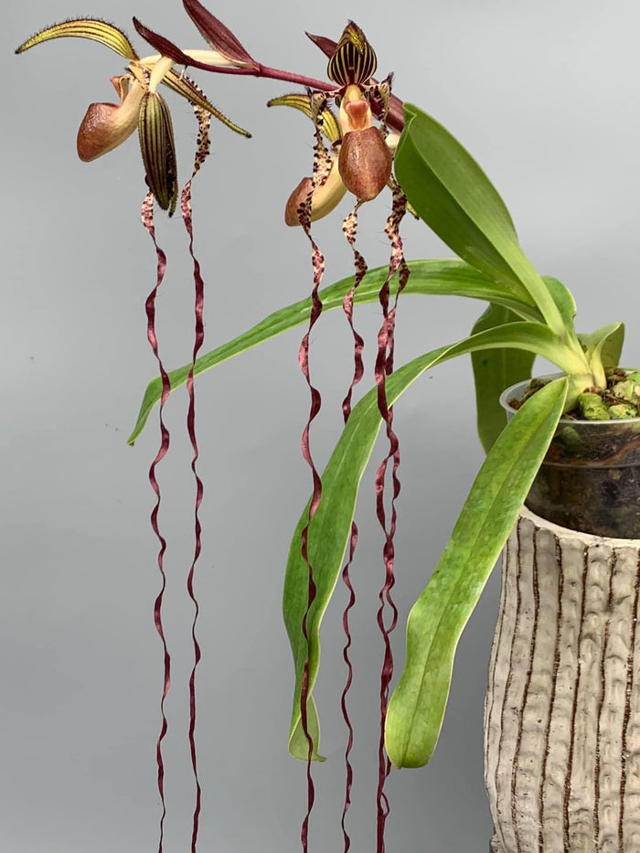 The beautiful Paphiopedilum sanderianum: Extremely long sinuous petals