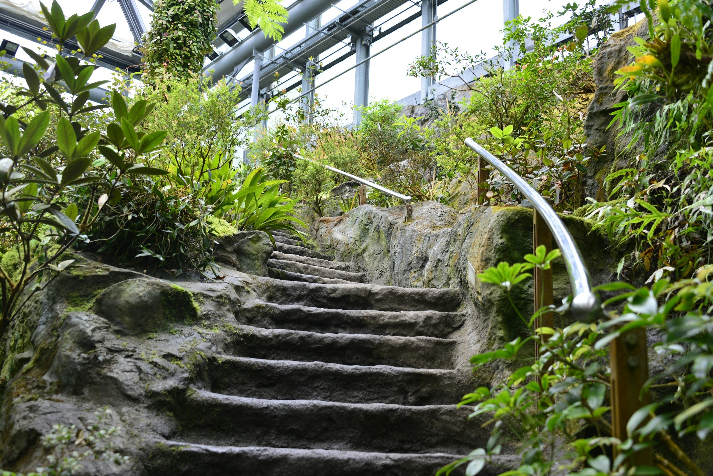 Exclusieve exotische planten en orchideeën voor de botanische tuin