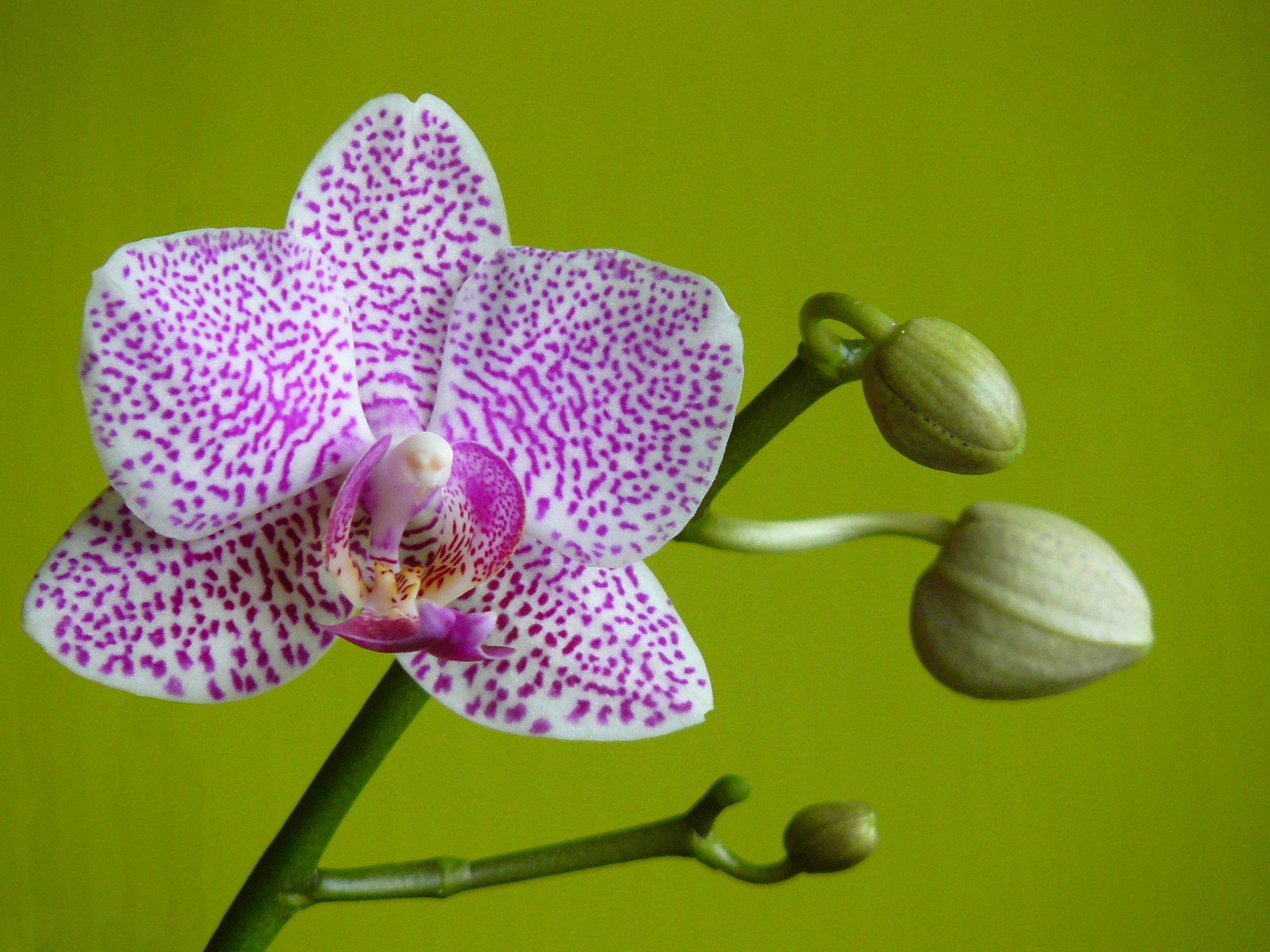 Groot nieuws: Claessen Orchids & Plants vernieuwt haar webshop!