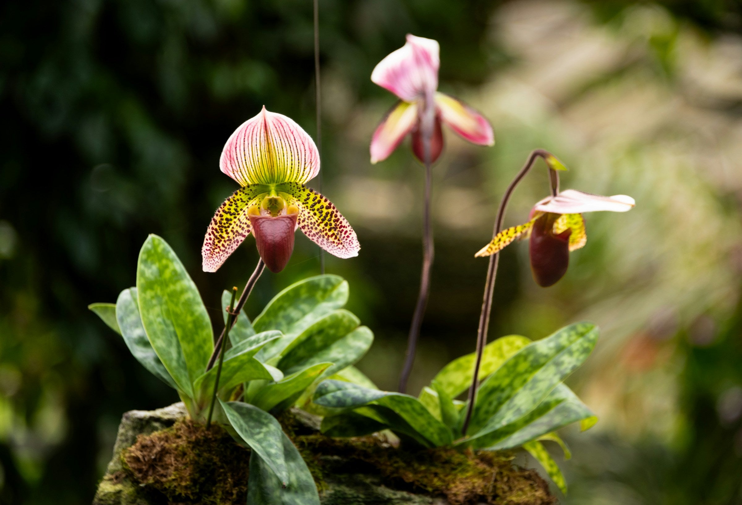 Saprofyt of niet? Schimmelwortels (mycorrhiza) bij een orchidee vormen mooie symbiose