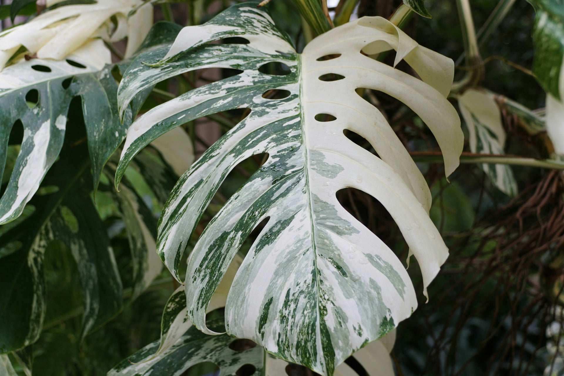 adansonii variegata monstera Monstera adansonii variegata