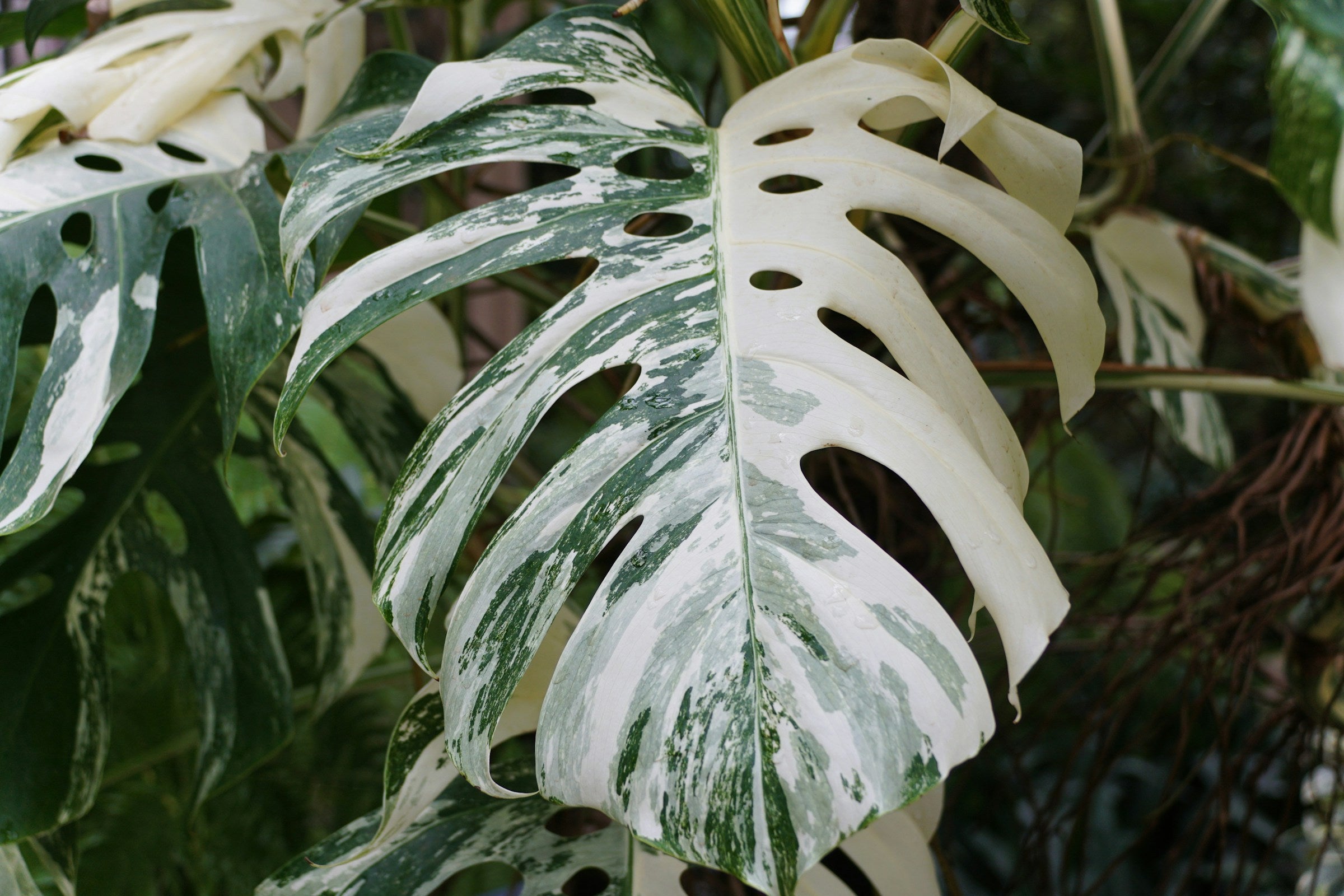 Waarom zijn de Variegata Monstera's zo duur?