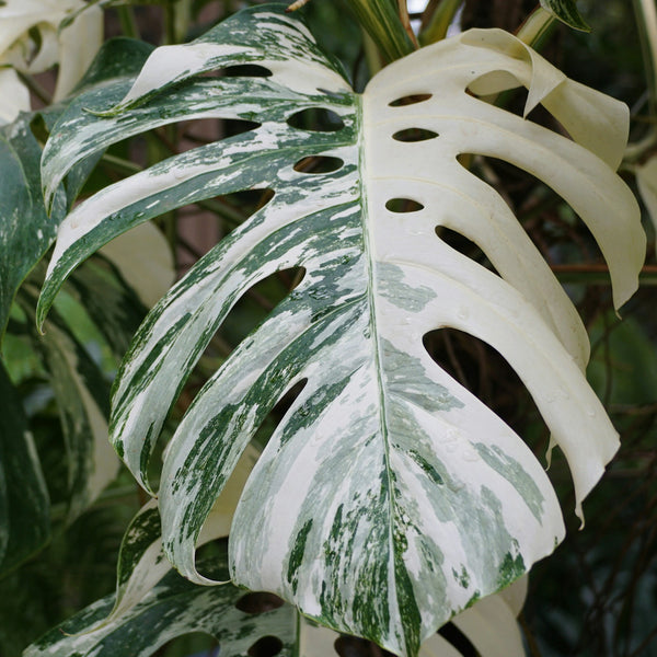 Why are Variegata Monsteras so expensive?