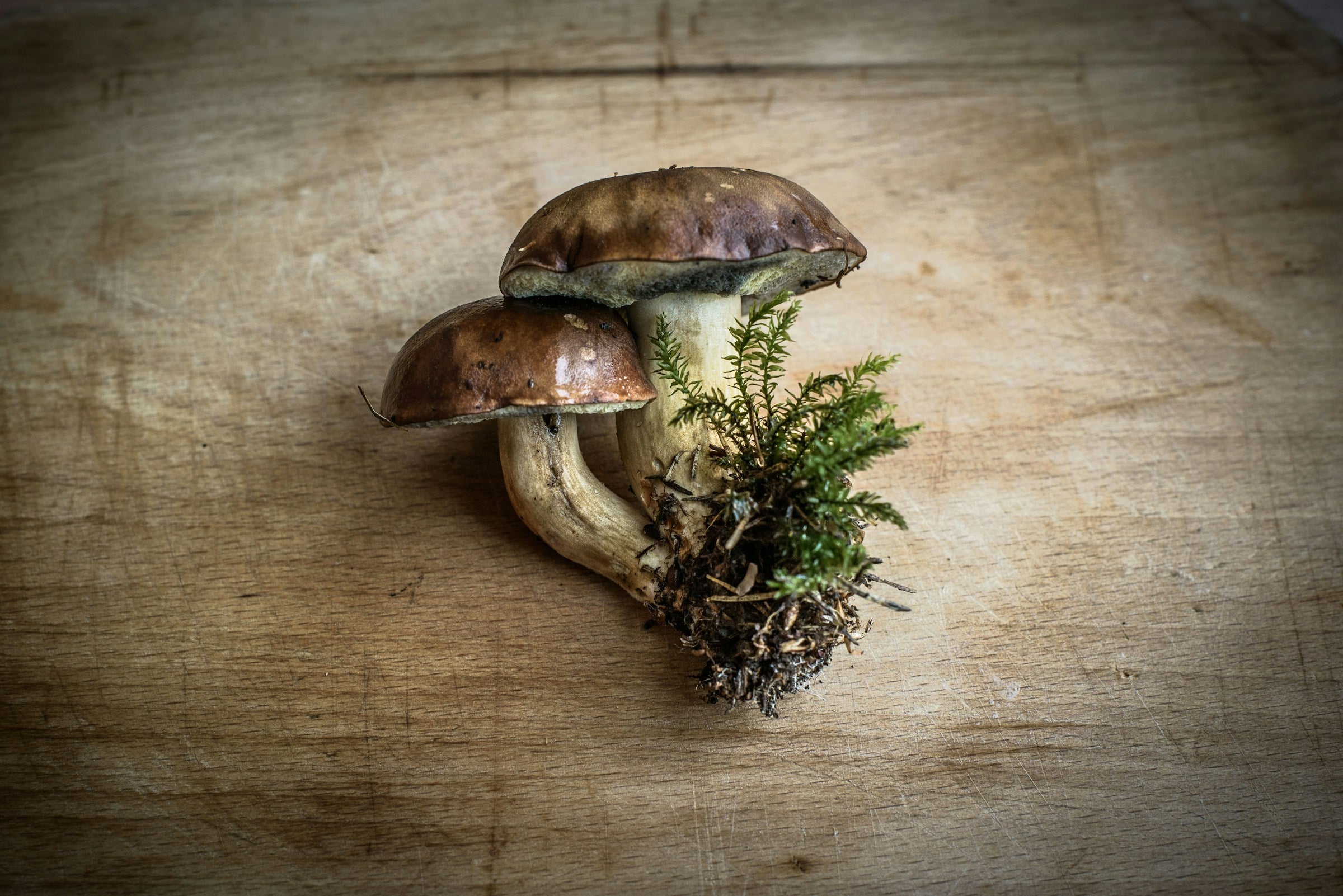 Hoe kom ik van paddenstoelen in mijn potgrond af?