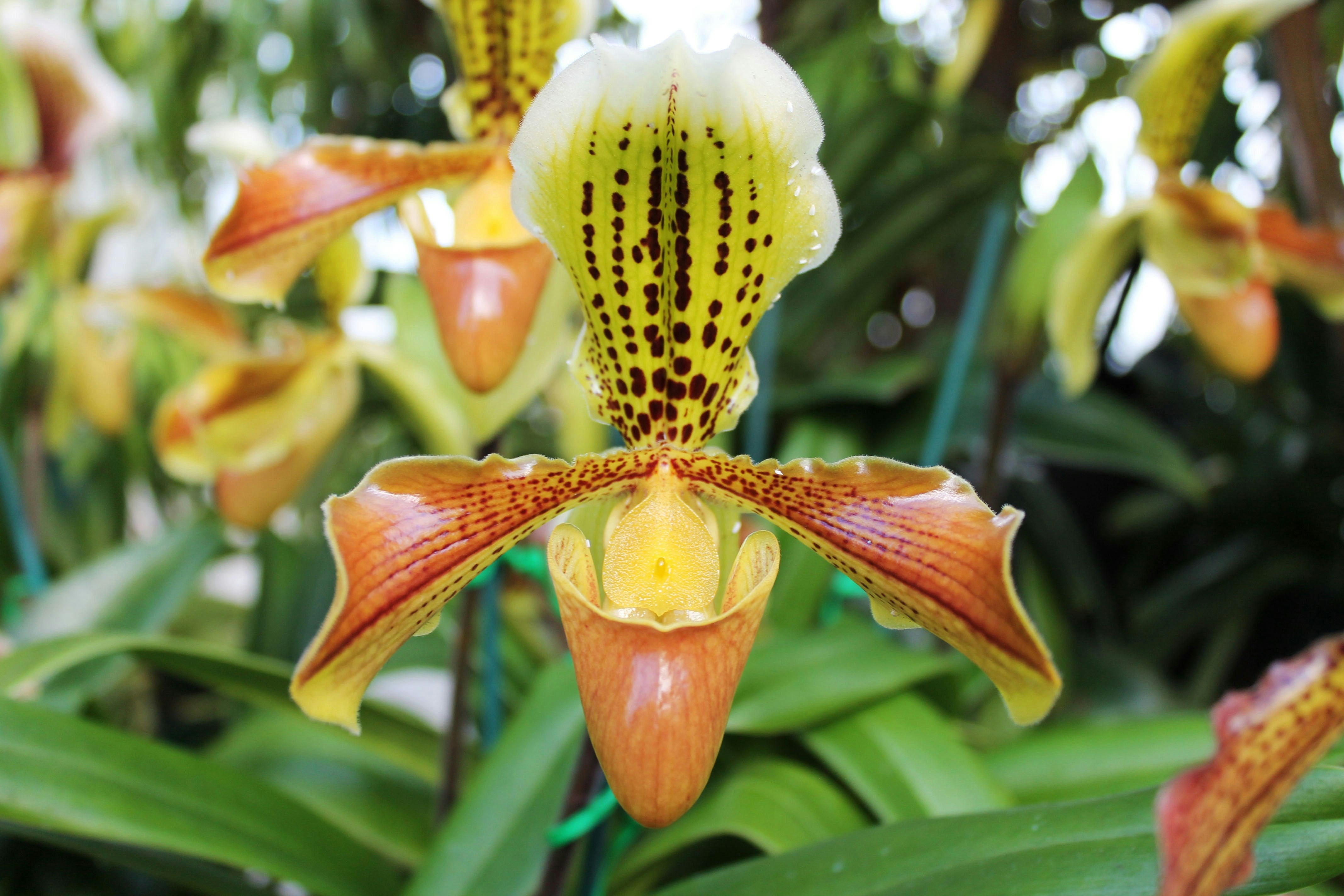 Paphiopedilum yellow