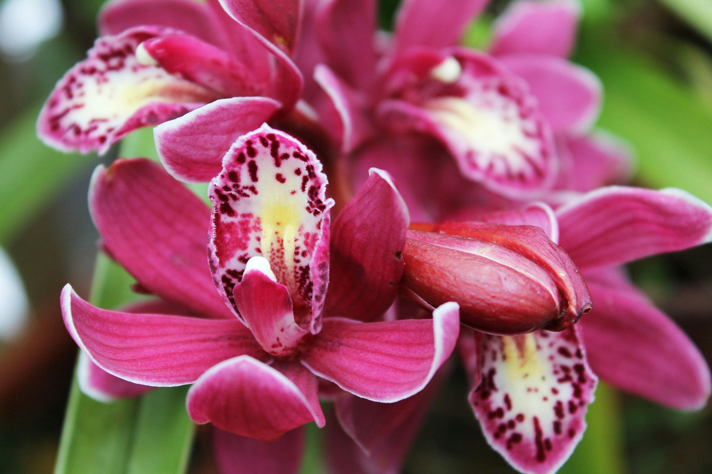 Winterbloeier in huis: Tijd om een Cymbidium aan te schaffen