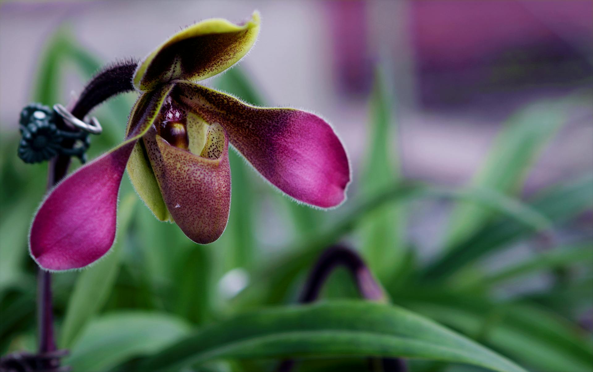 Paphiopedilum venusschoen orchidee in bloei