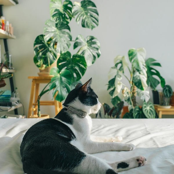 Which plants are pet-friendly? A guide by gender