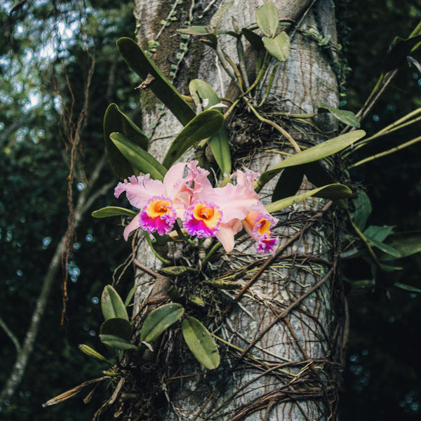 Plants as survivalists - how orchids defy extreme conditions