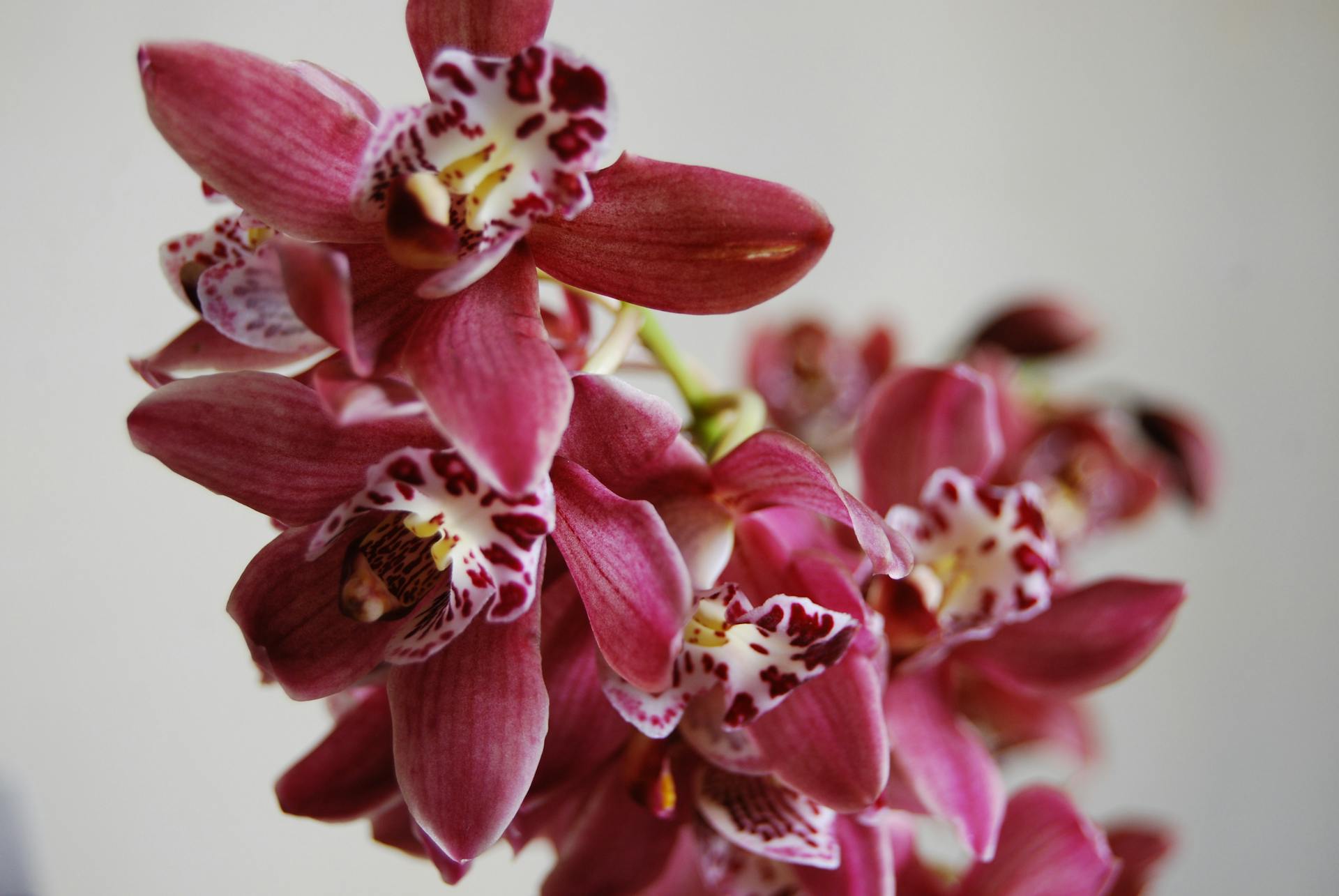 Roze Cymbidium orchidee met veel bloemen