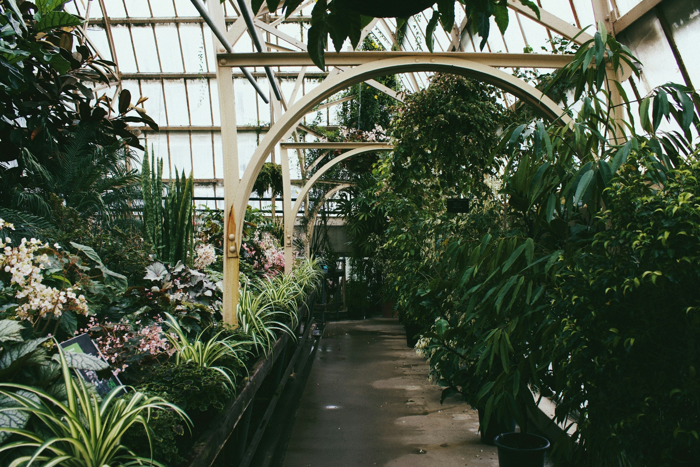 Groothandelsprijzen voor zeldzame kamerplanten en orchideeën