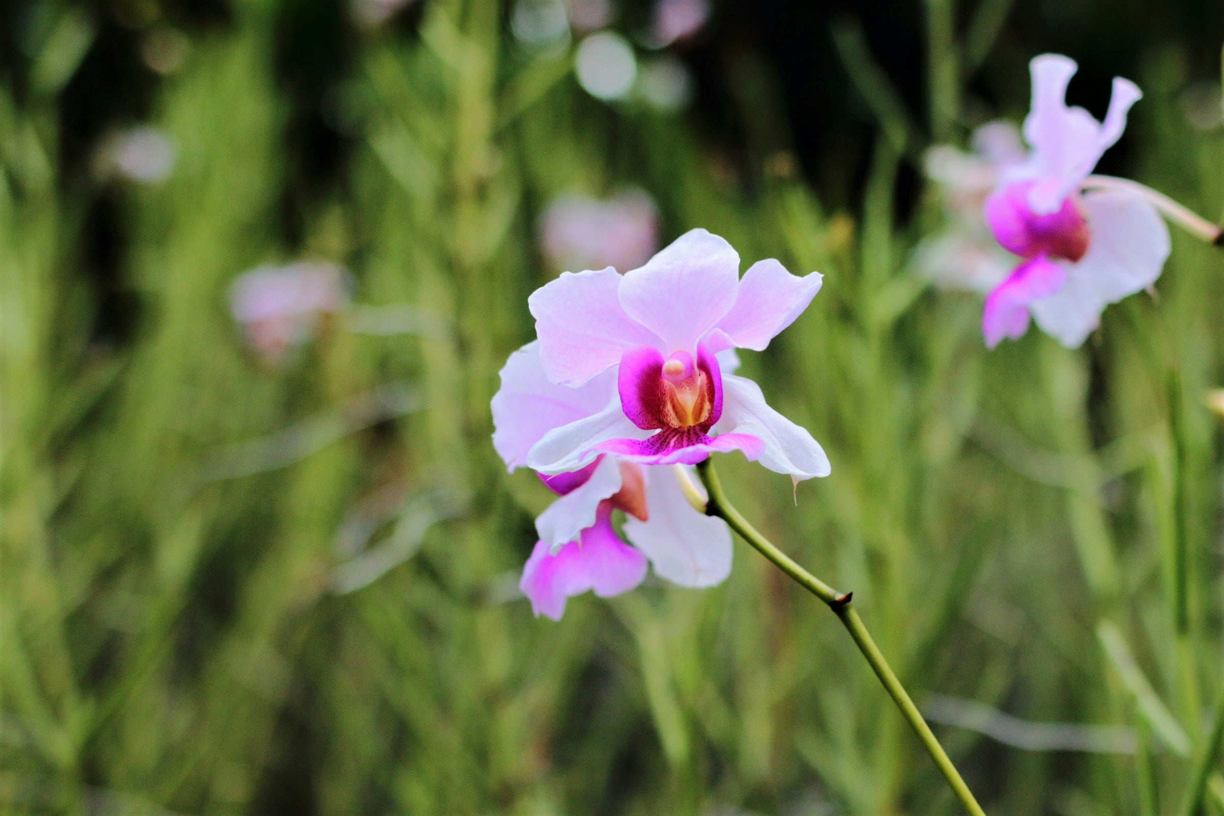 Vanda Miss Joaquim