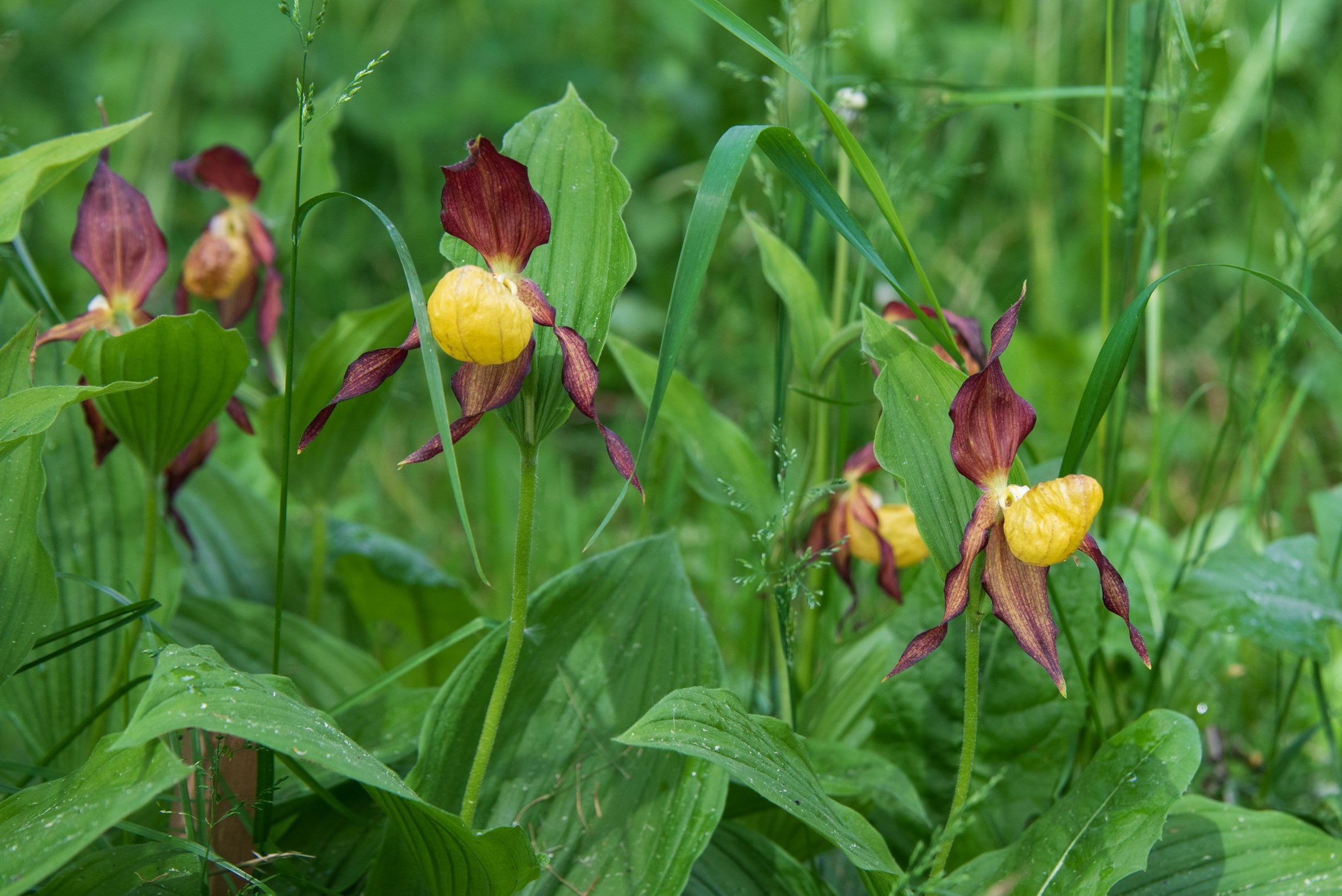 Haal de tropen naar binnen op Hoveniersmaandag: ontdek de magie van tropische kamerplanten en orchideeën!