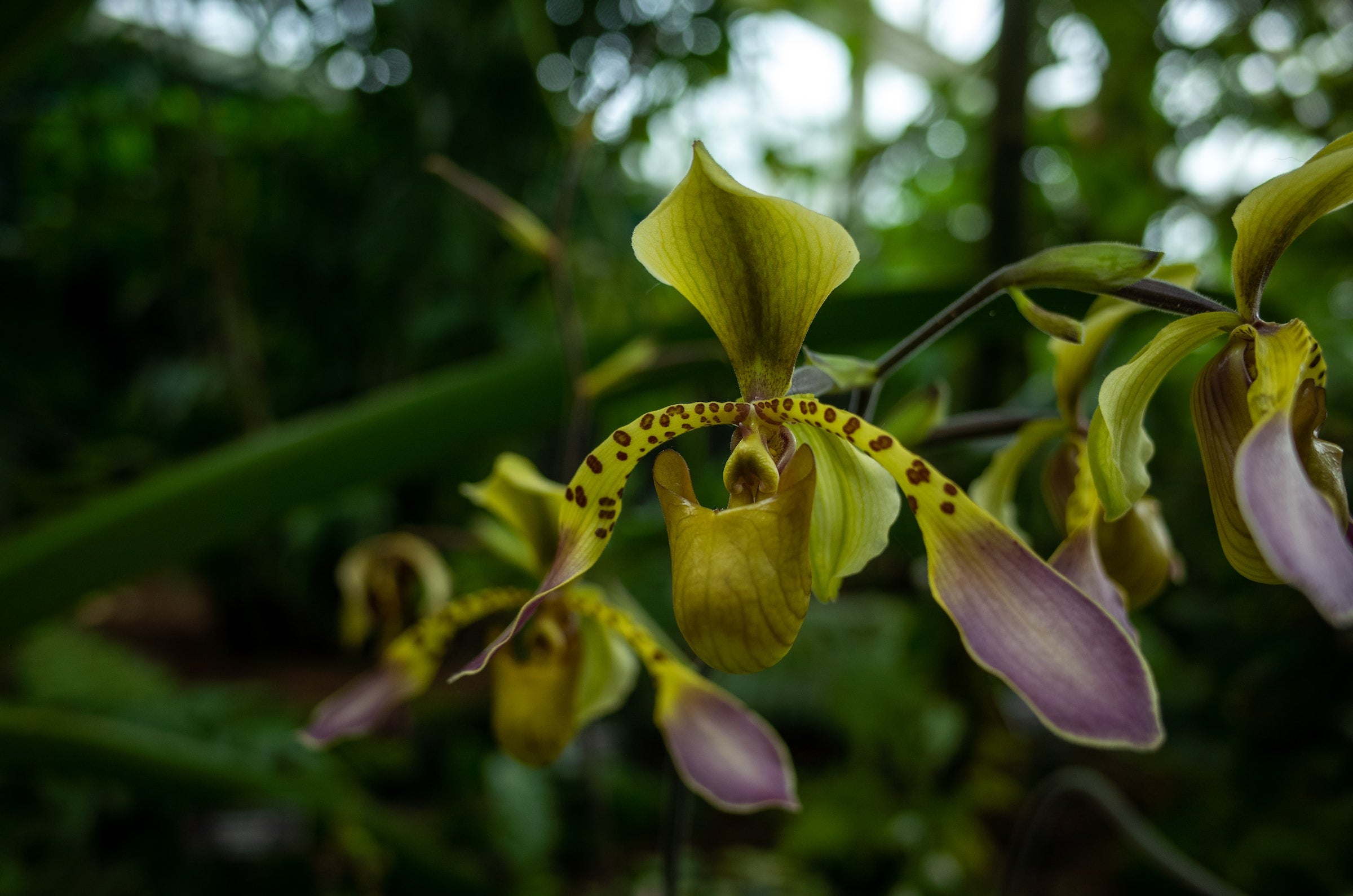 Hoe verzorg ik een Paphiopedilum (venusschoen)?