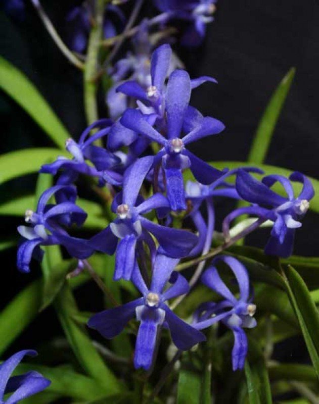 Darwinara Charm Blue Moon Neofinetia orchid in bloom