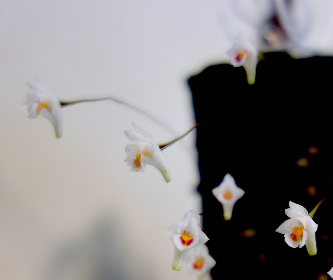 Conchidium (Eria) extinctorium white with orange and red flowers