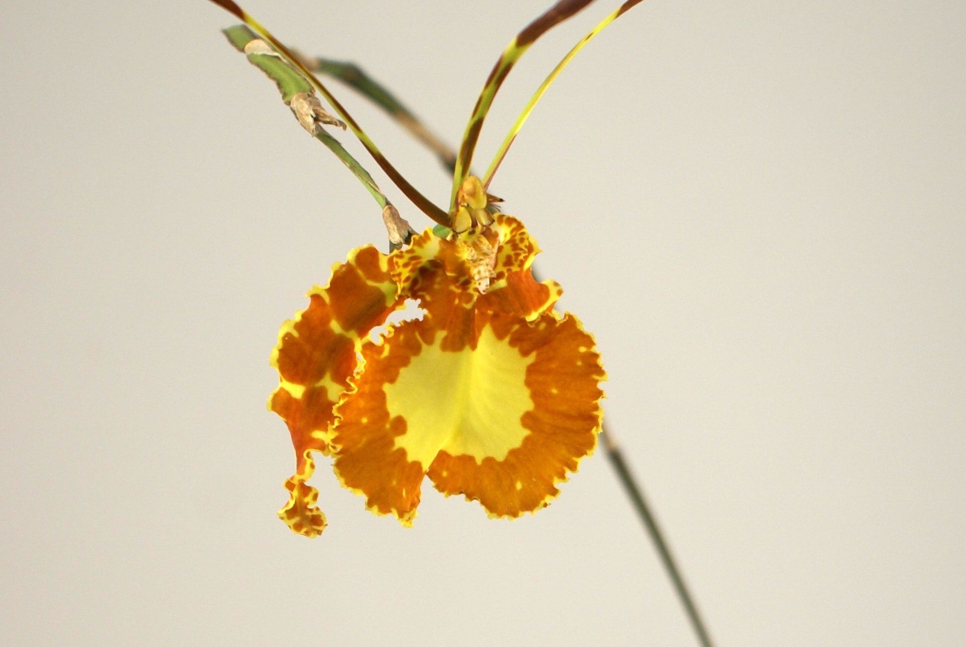 Psychopsis butterfly orchid