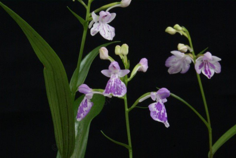 Ponerorchis graminifolia purple orchid