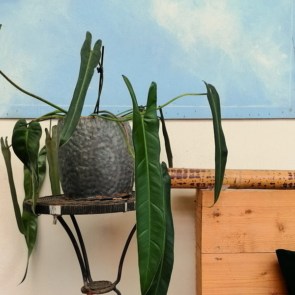 Philodendron Spiritus Sancti