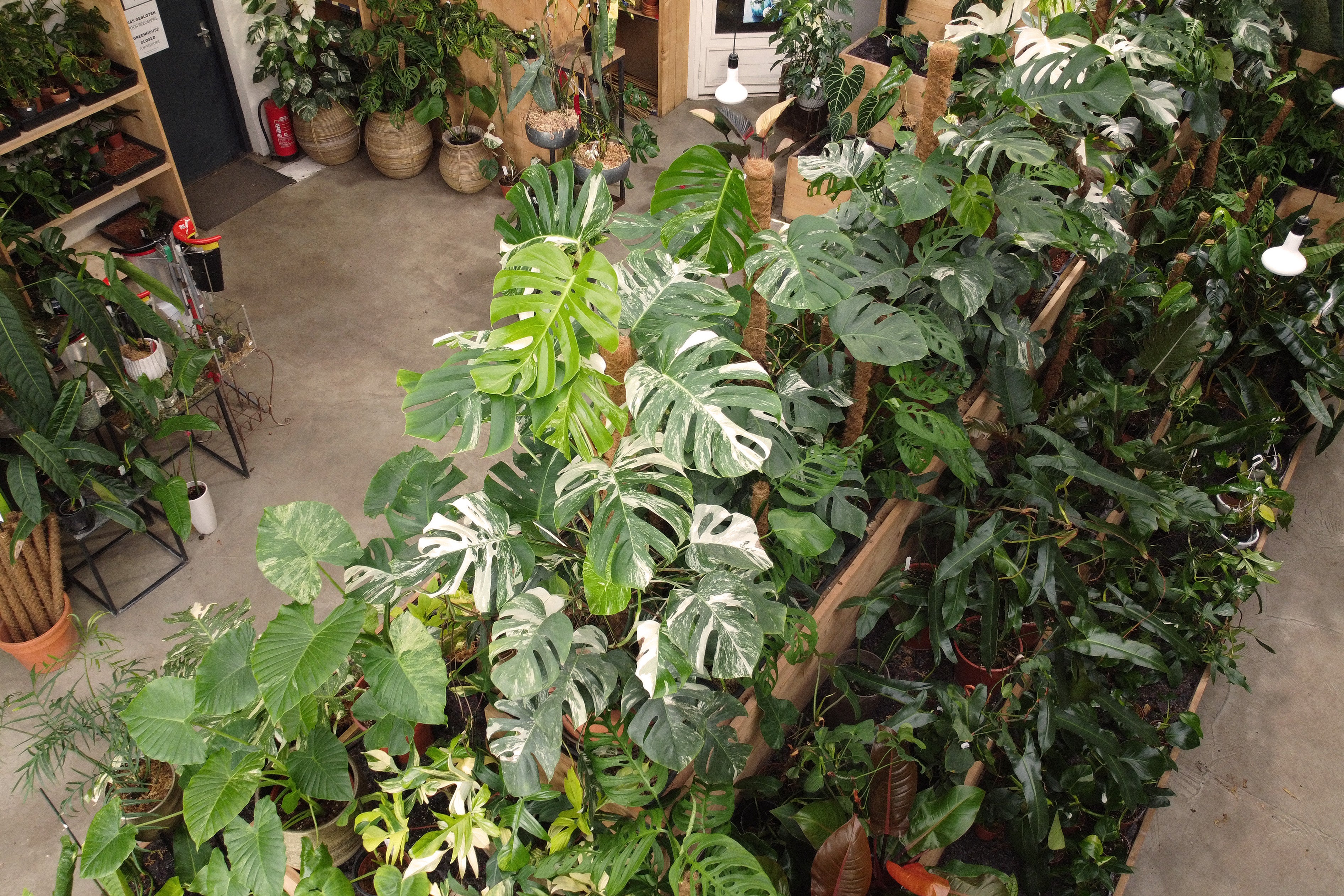 Unieke tropische kamerplanten bestellen als Groothandel