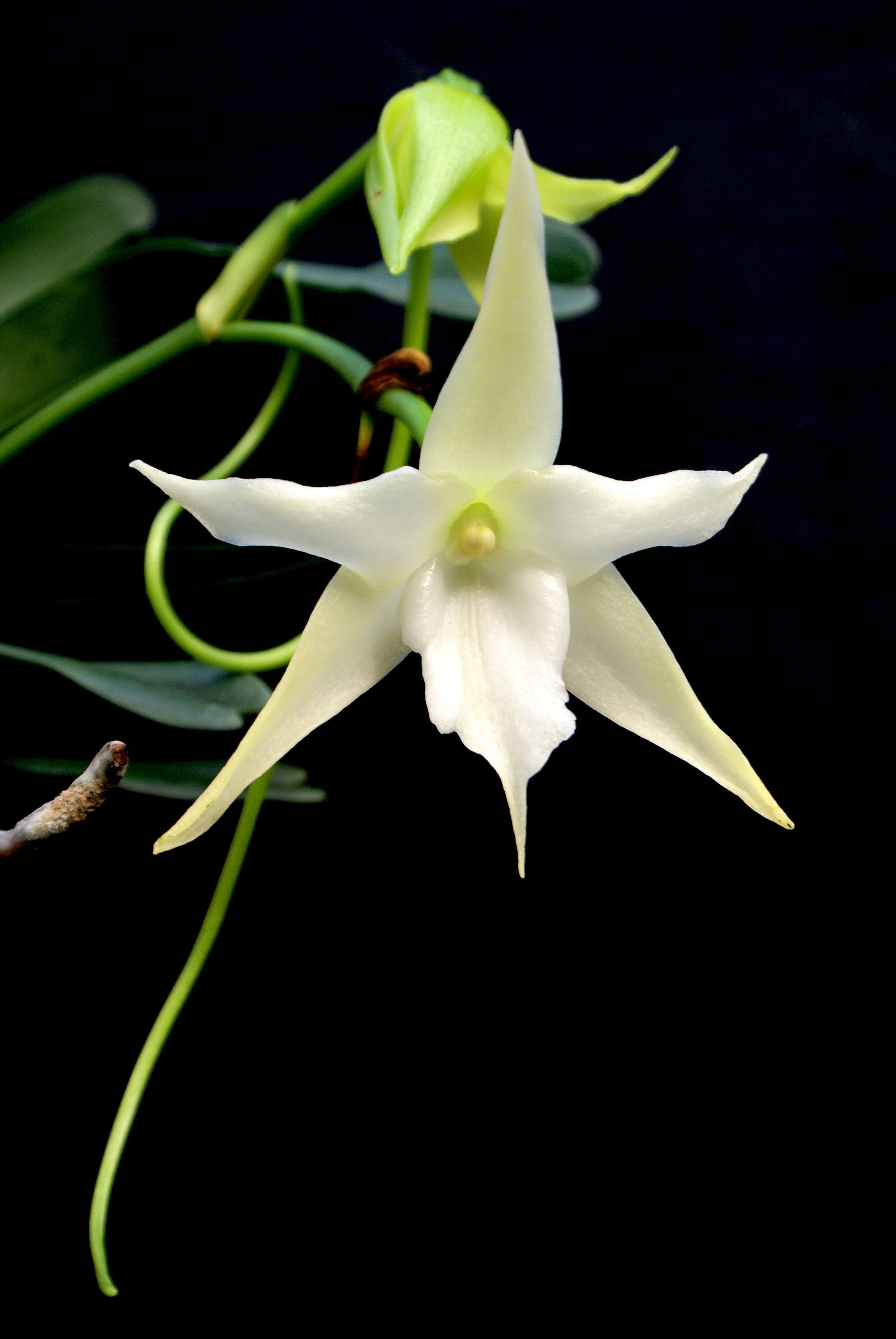 Angraecum sesquipedale orchid white flower from Madagascar