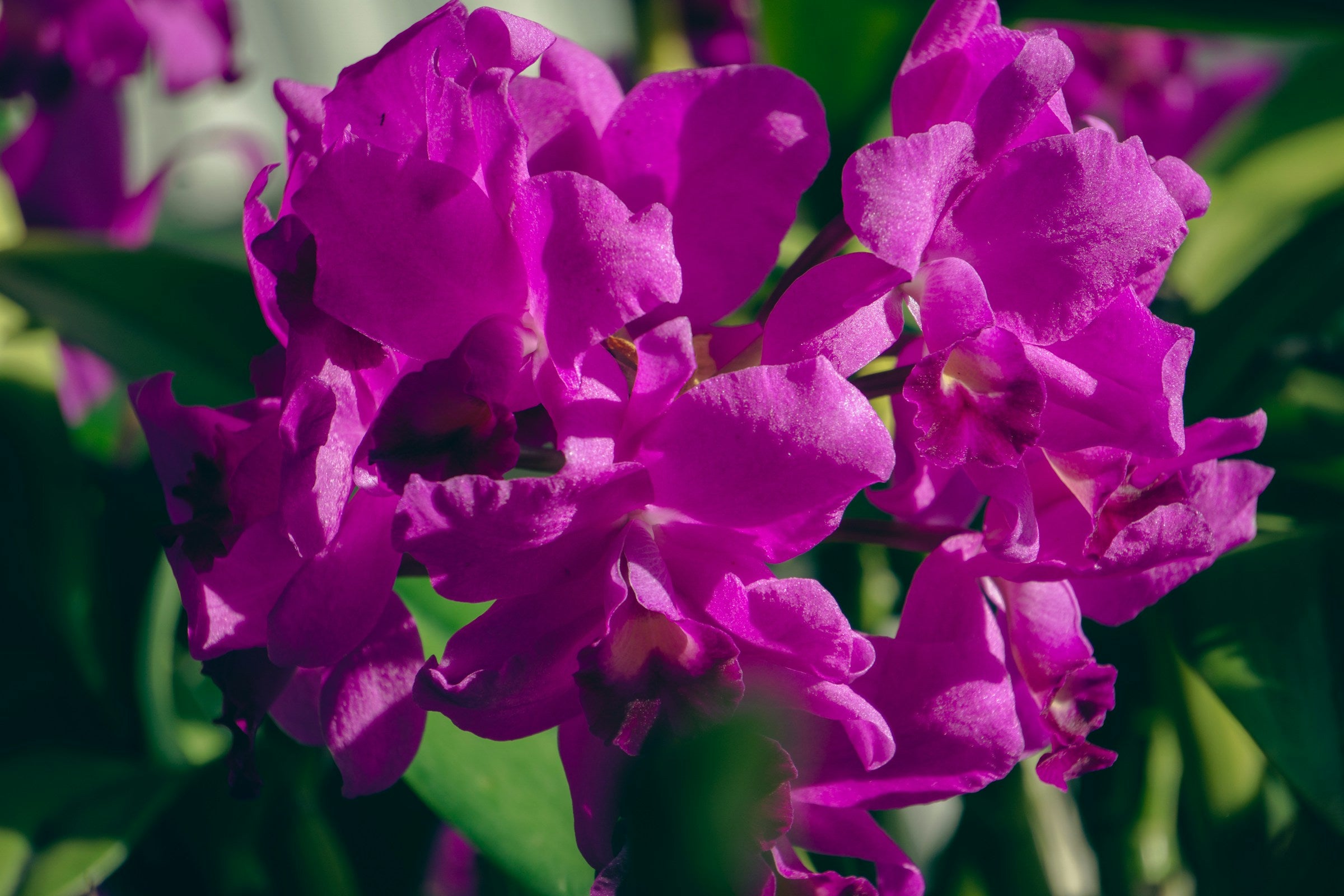 Bright pink Guarianthe skinneri orchid from Costa Rica