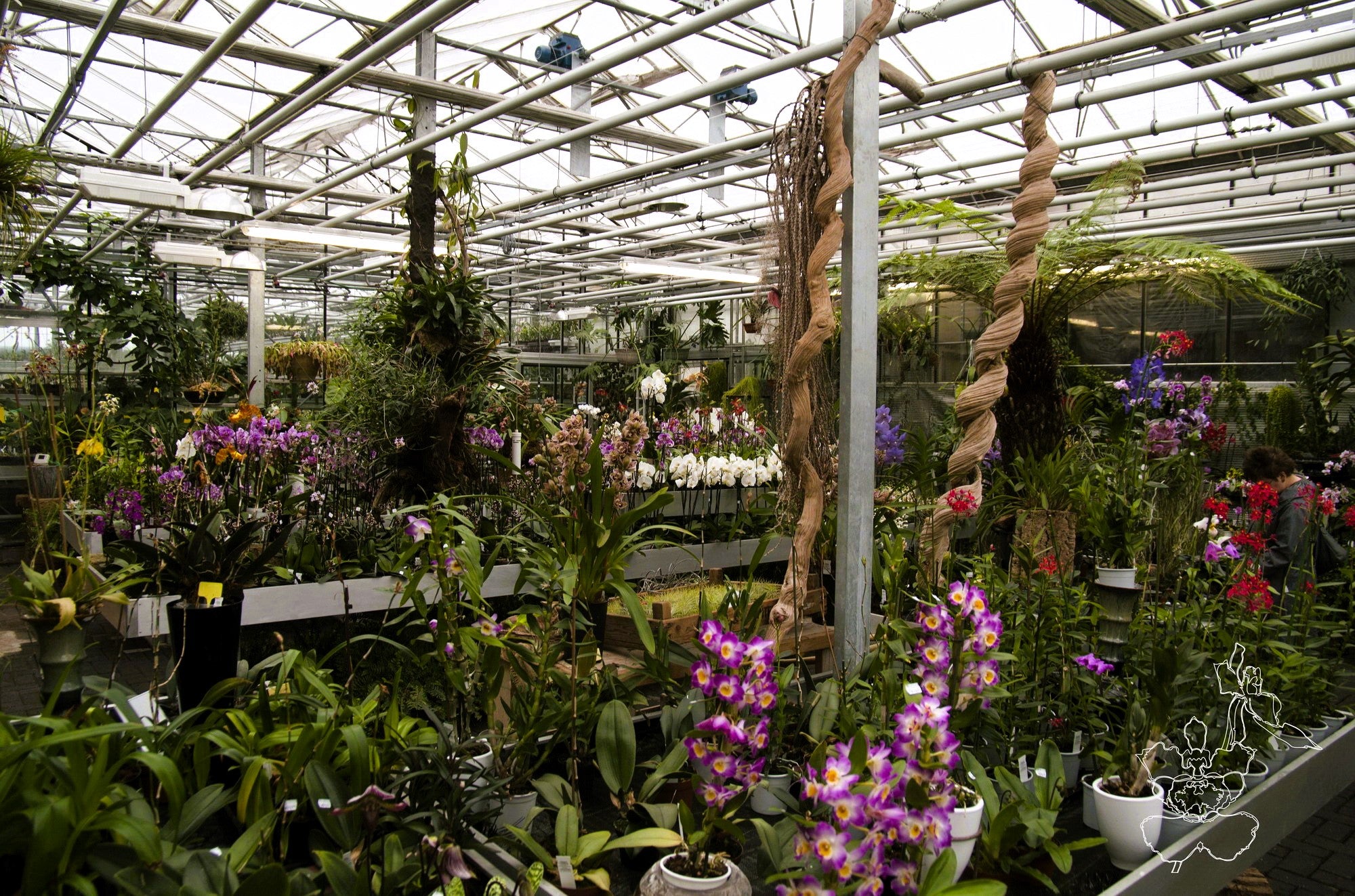 Claessen Orchids and Plants Greenhouse with orchids and plants