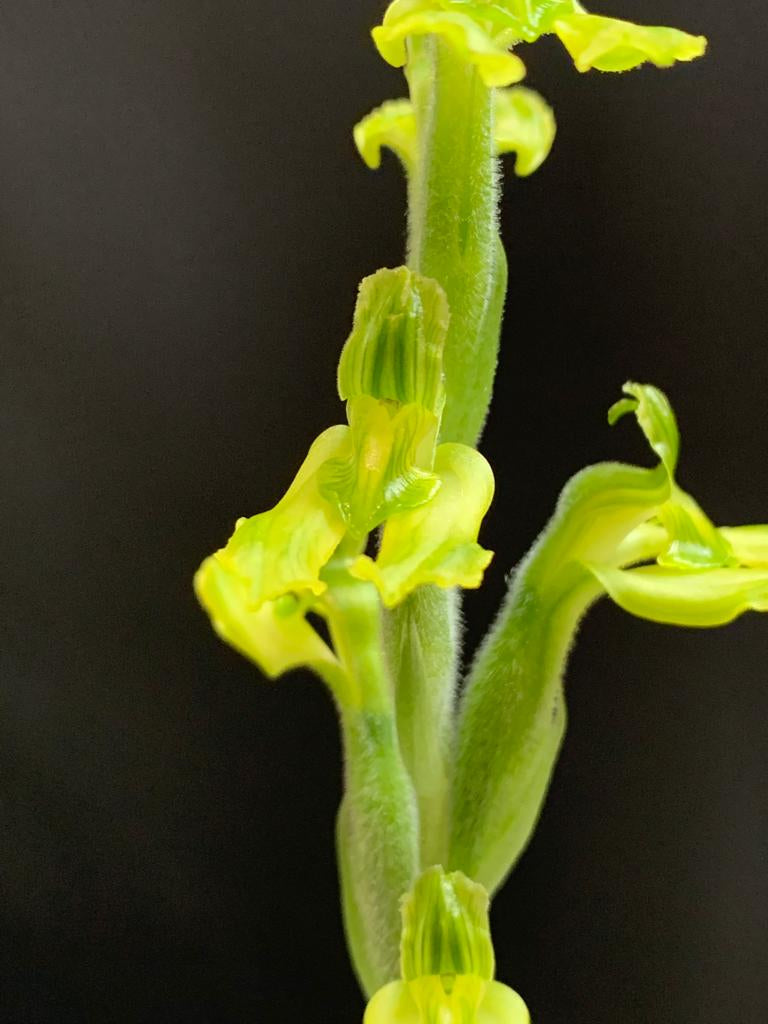 Sarcoglottis sceptrodes