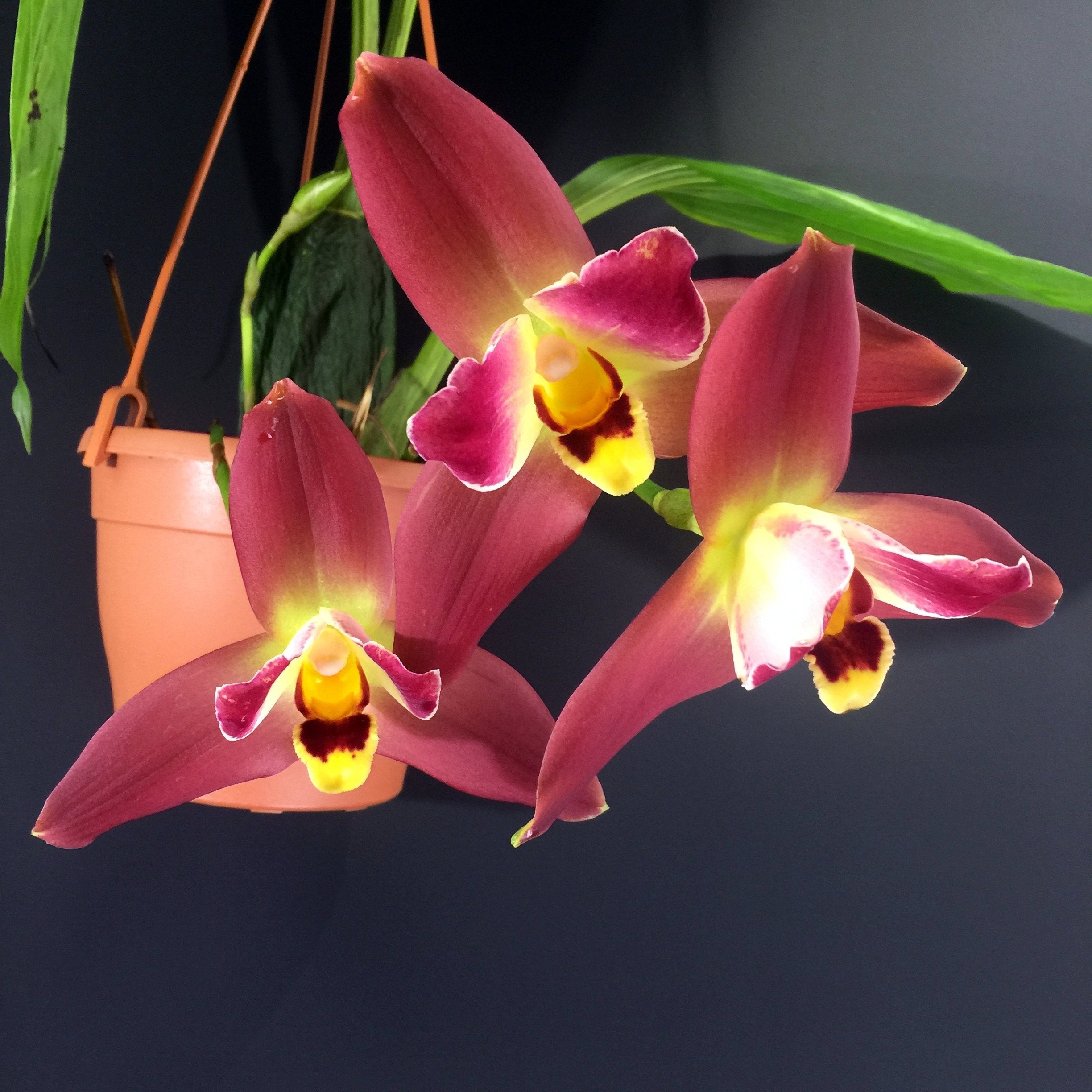 Lycaste Red Jewel Orchid with three pink, white, red and yellow flowers