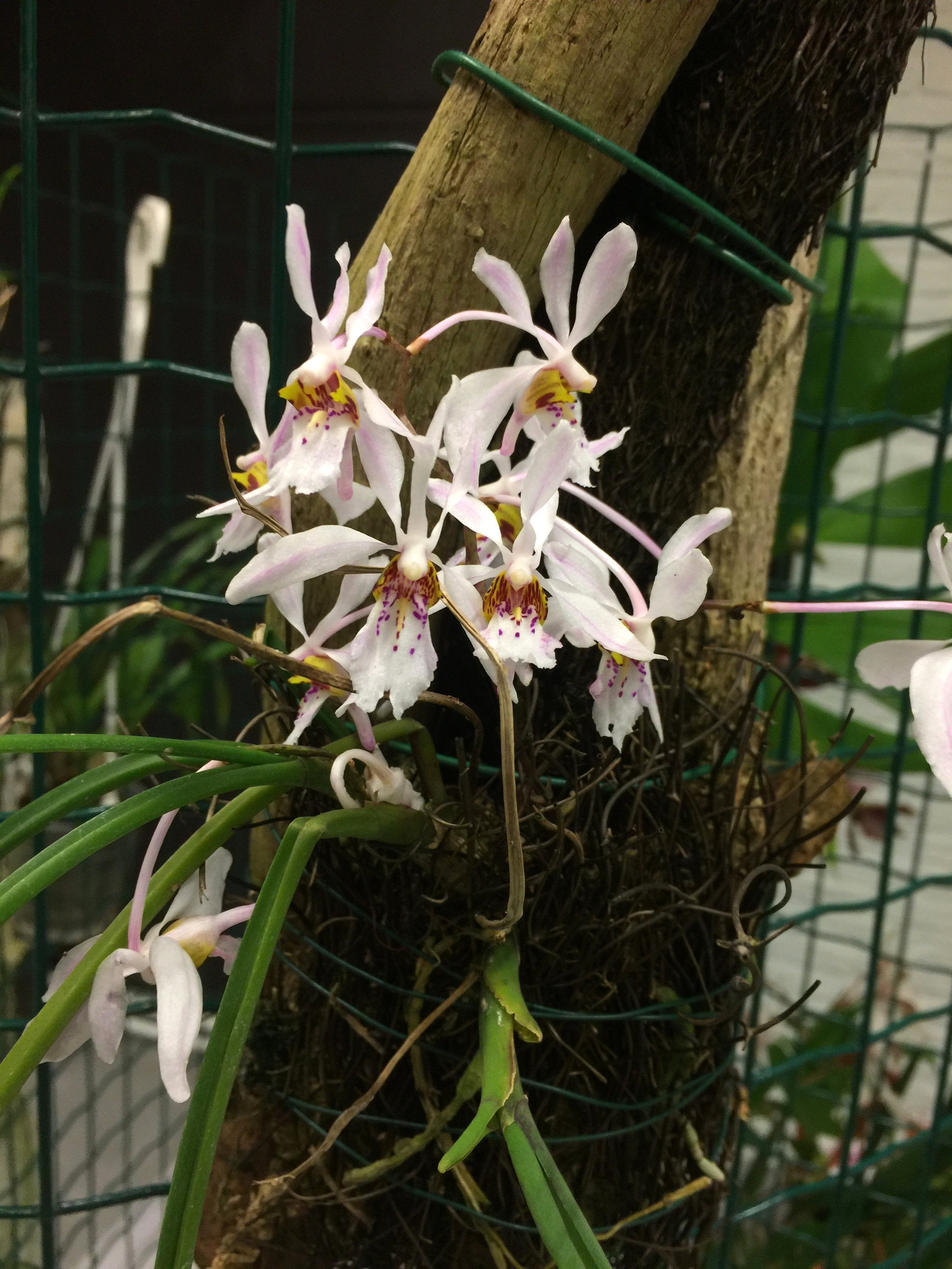 Holcoglossum wangii with white, yellow and pink flowers