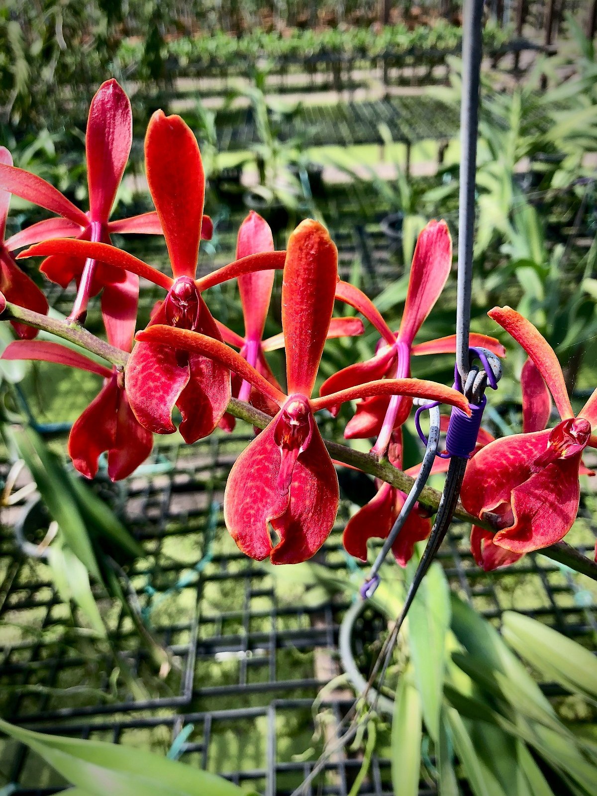 Renanthopsis Rena Rowald x Rentanthera Kalsom