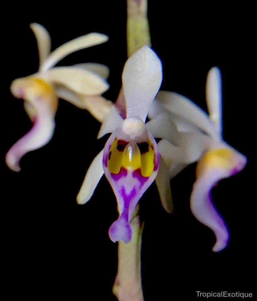 Diploprora truncata white with yellow and pink, purple flower