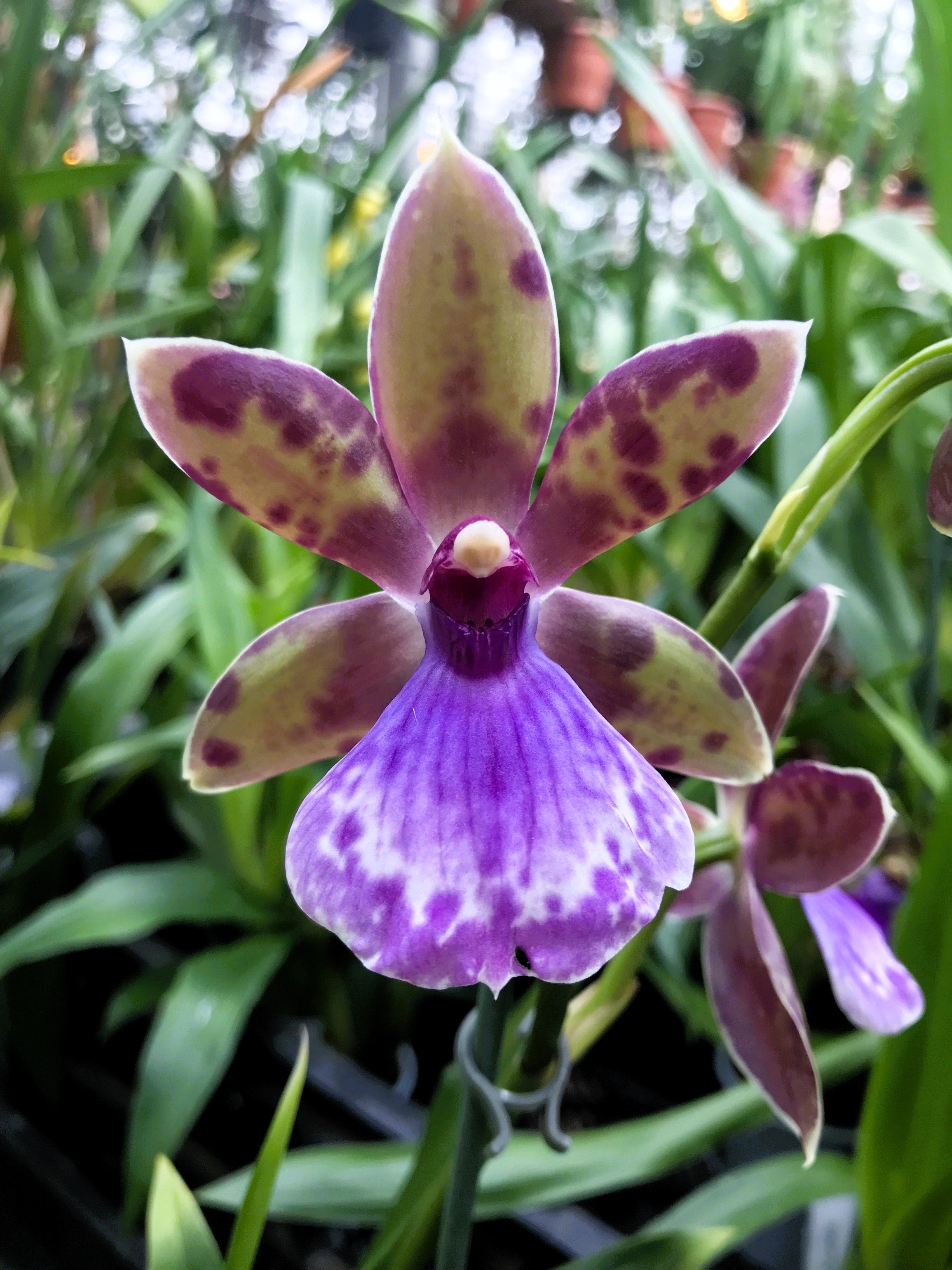 Zygopetalum Bärbel Hahn