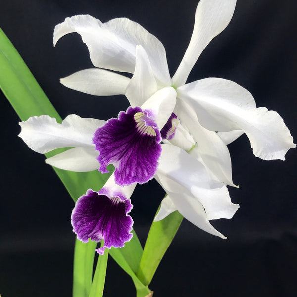 Laelia