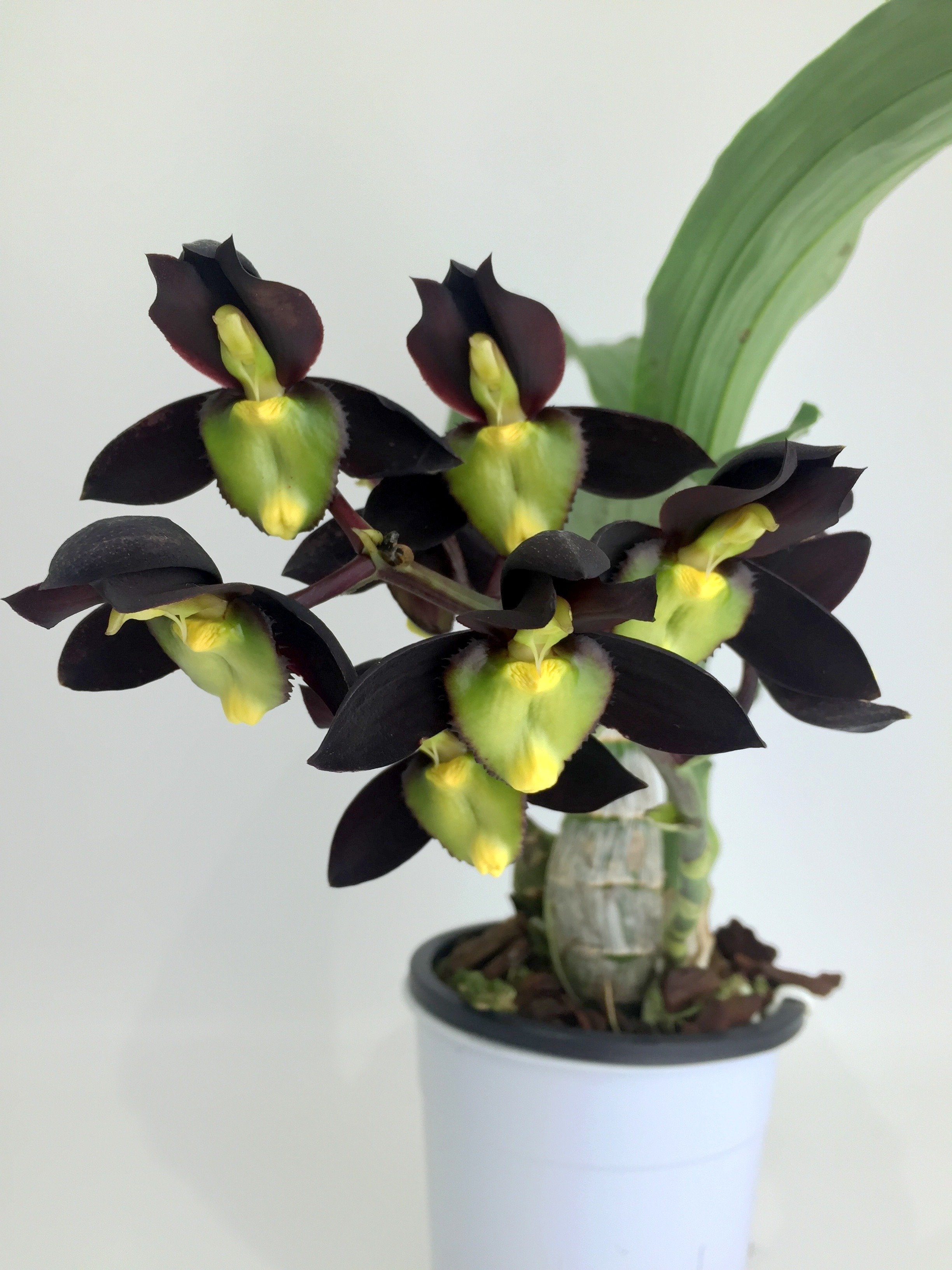 Zwarte orchidee