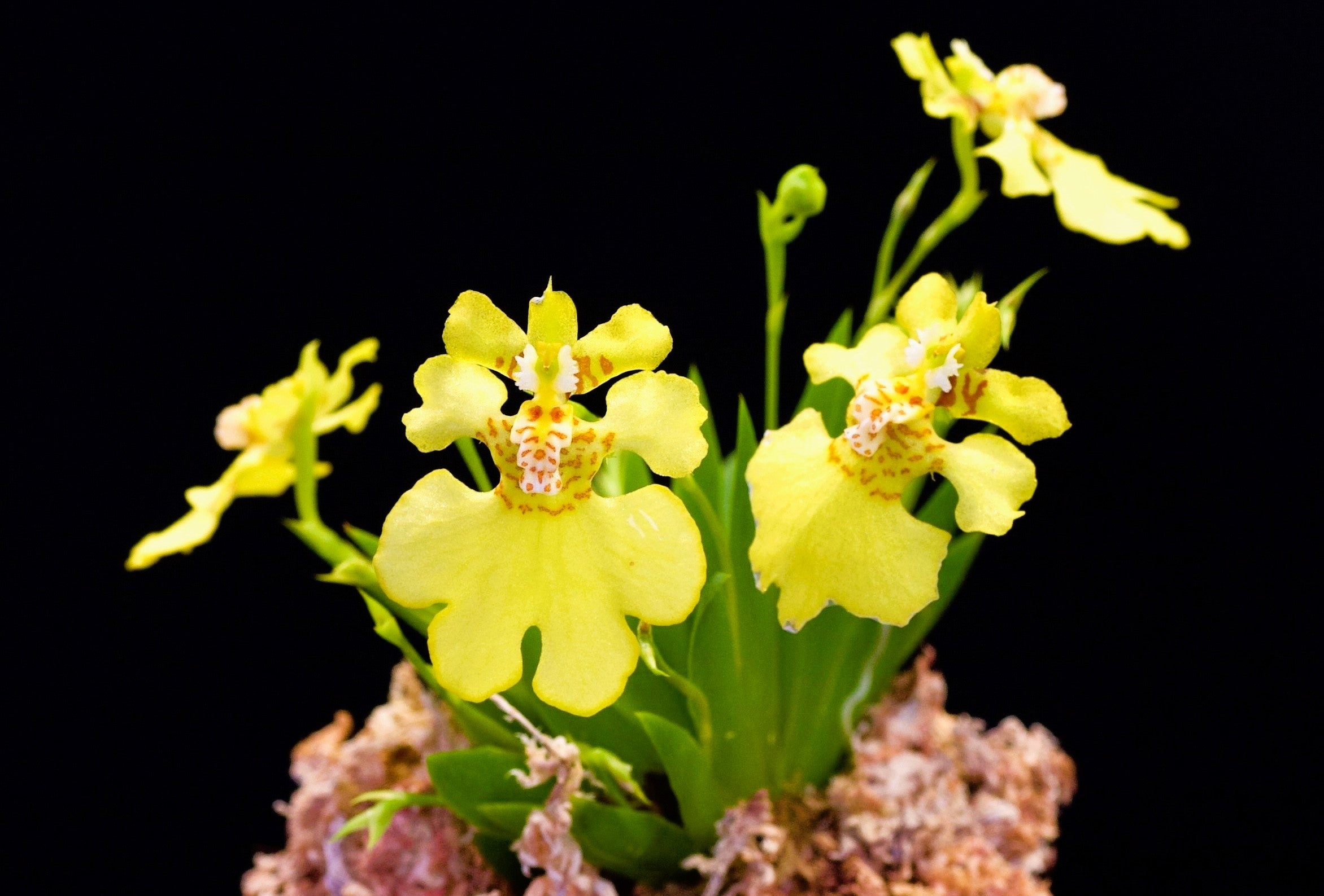 Psychmorchis pusilla with yellow flowers