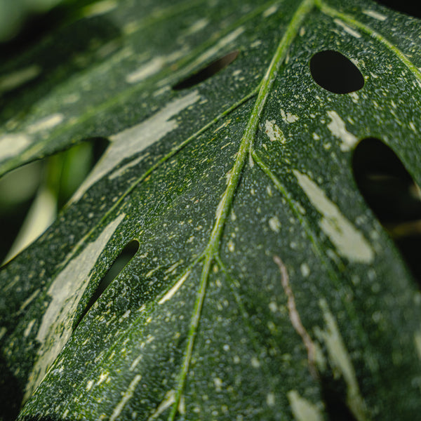 Monstera Thai Constellation