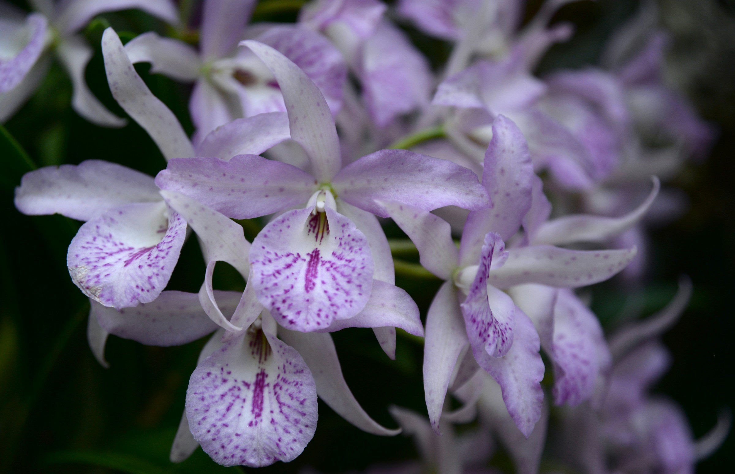 Brassanthe Maikai purple flowers