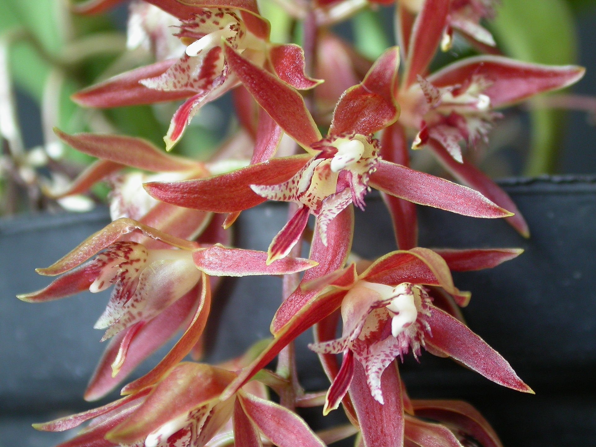 Macradenia multiflora