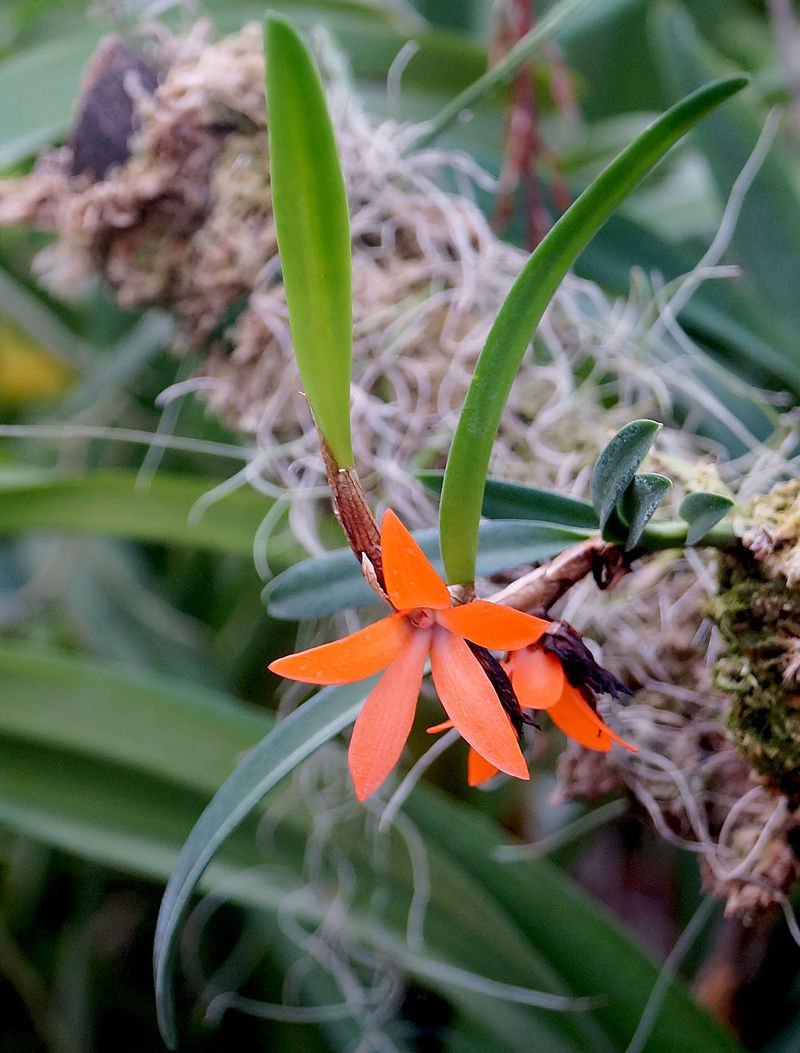 Ceratostylis rubra orange flower