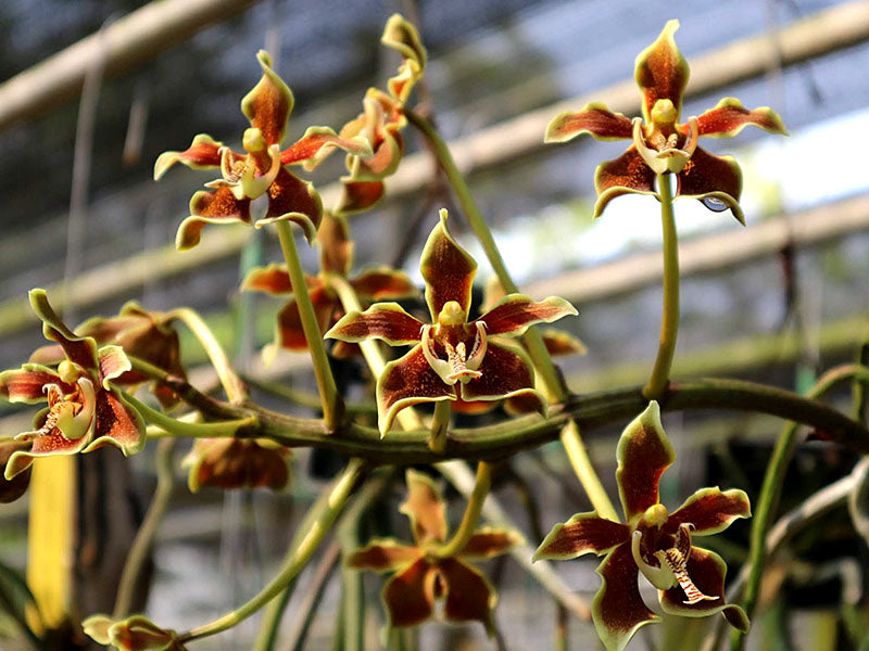 Paraphalaenopsis labukensis orchid with yellow and orange flowers