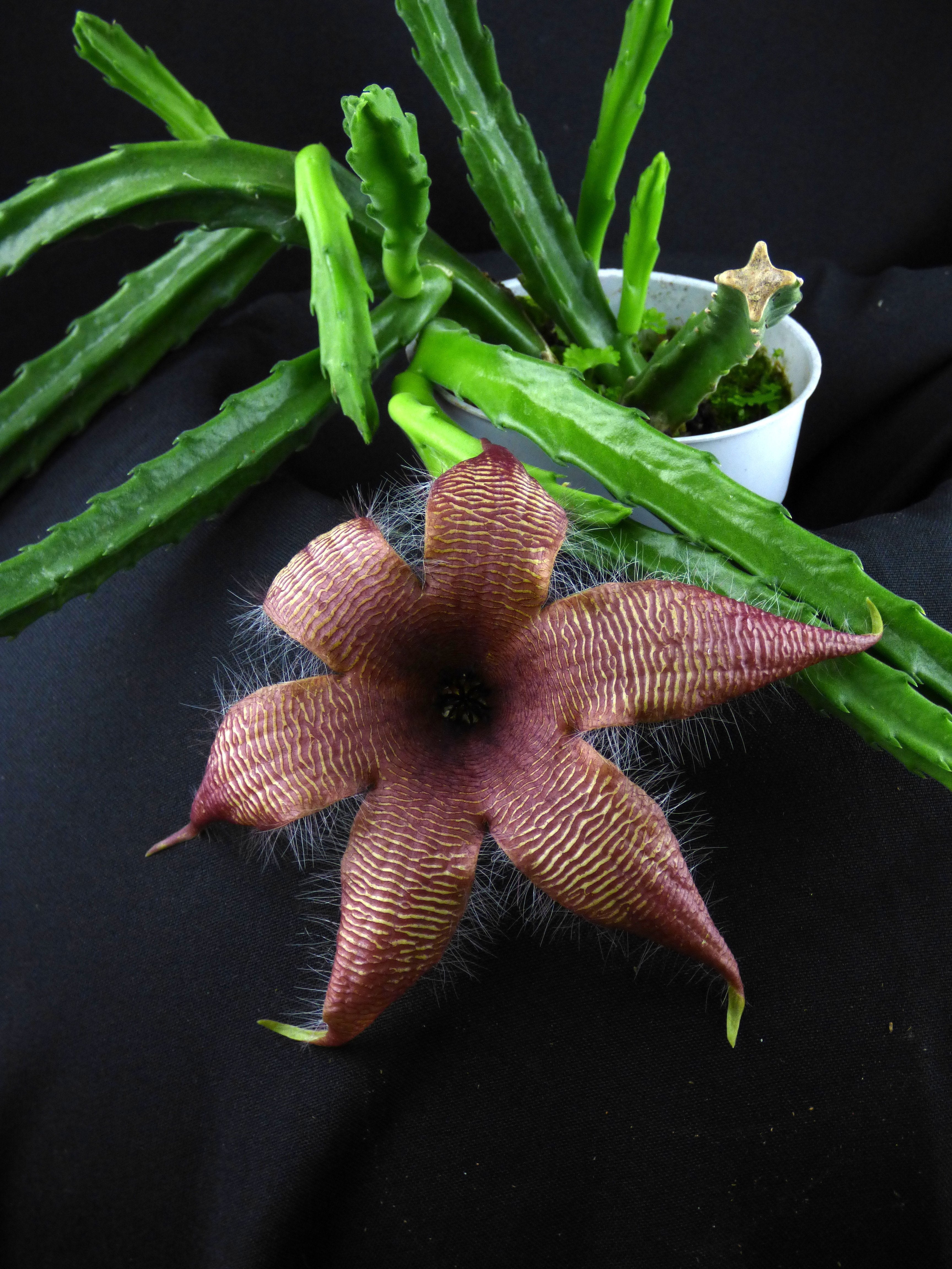 Stapelia grandiflora 