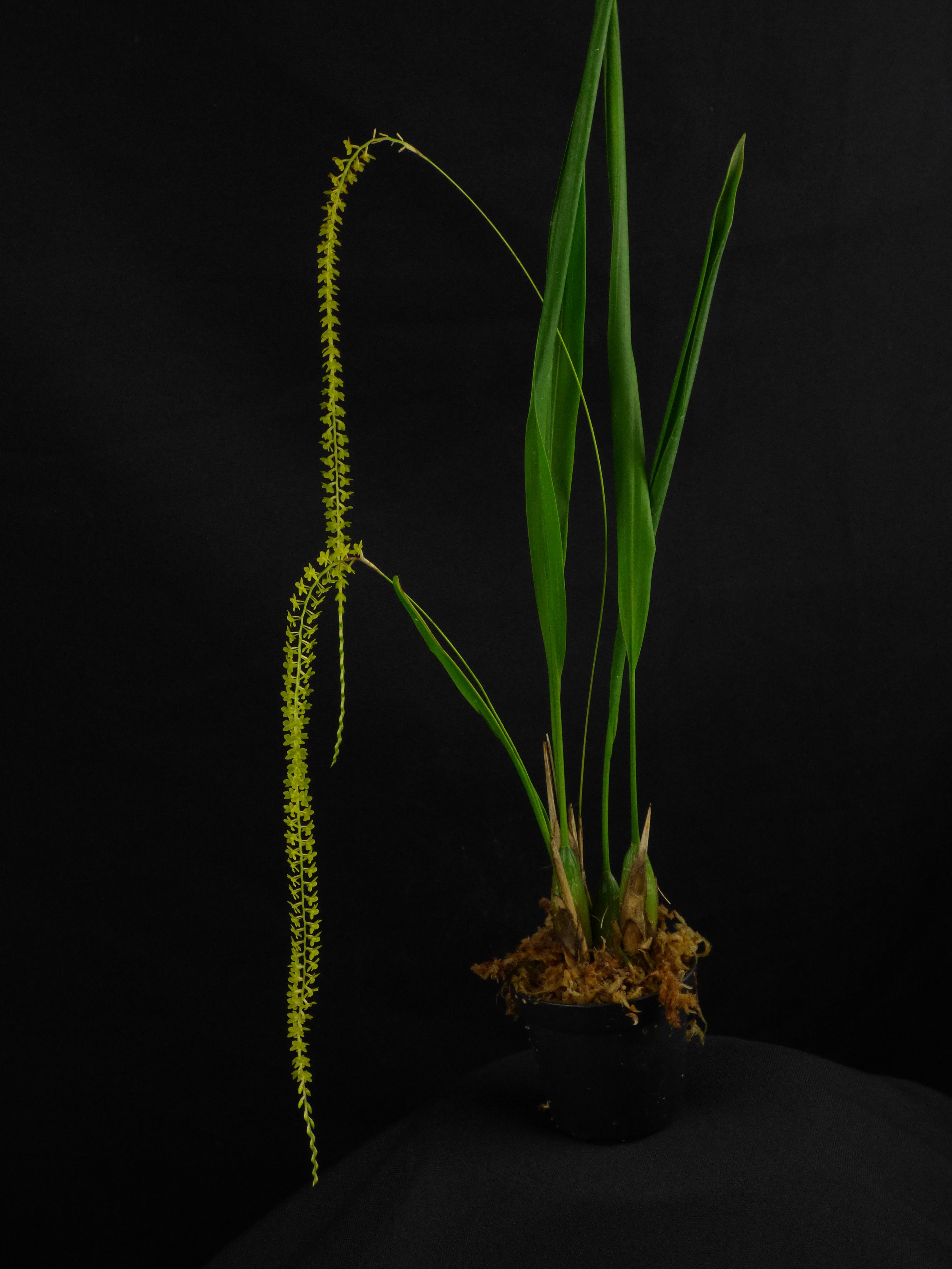 Dendrochilum filiforme