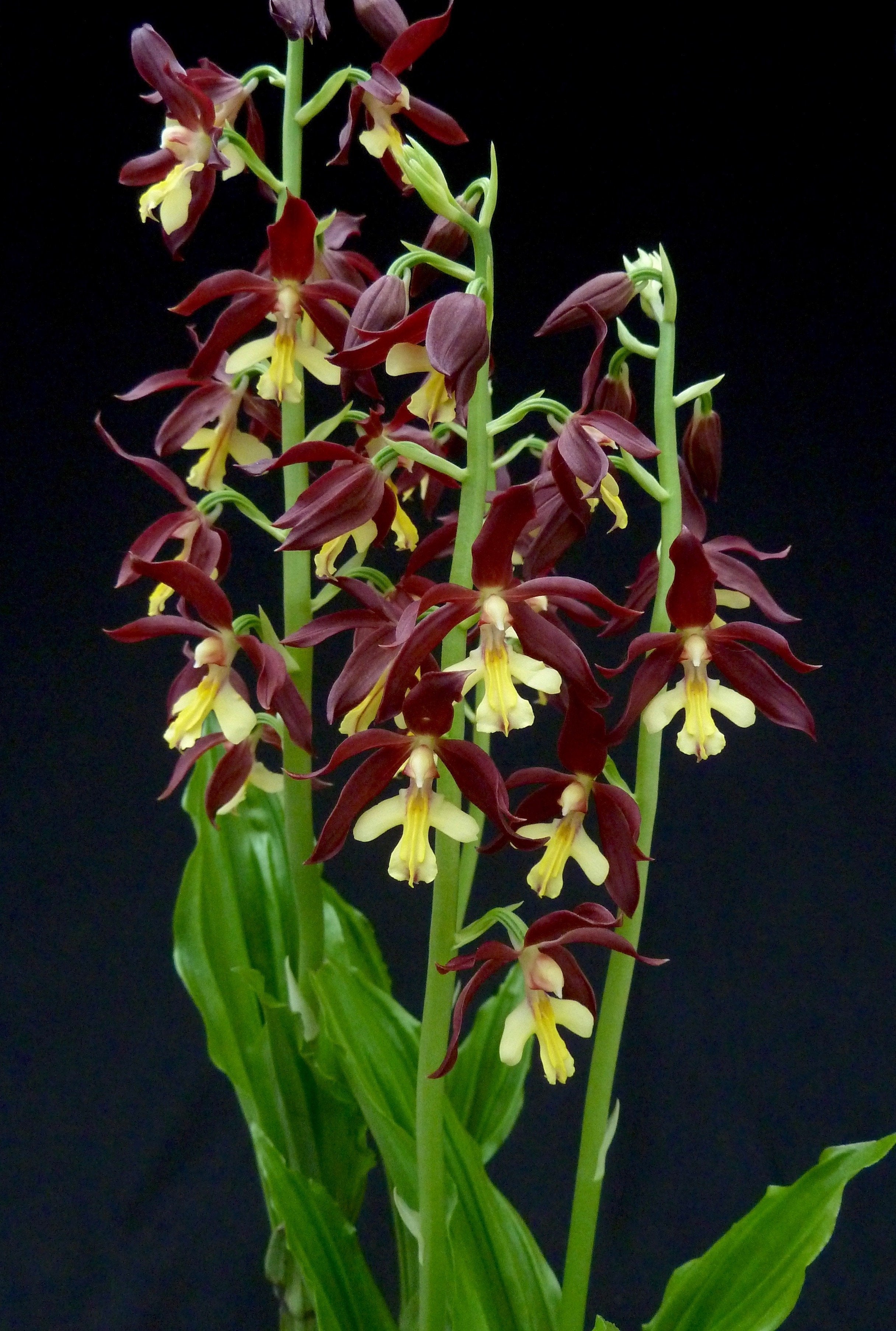 Calanthe