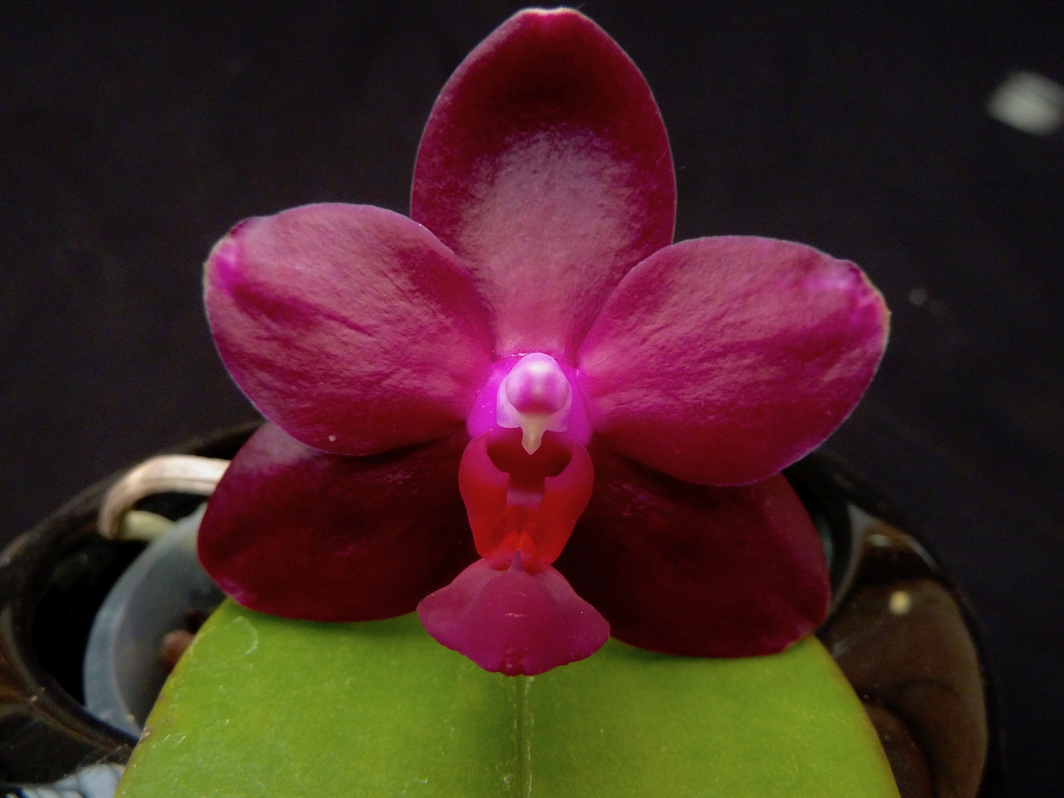 Novelty Orchideeën