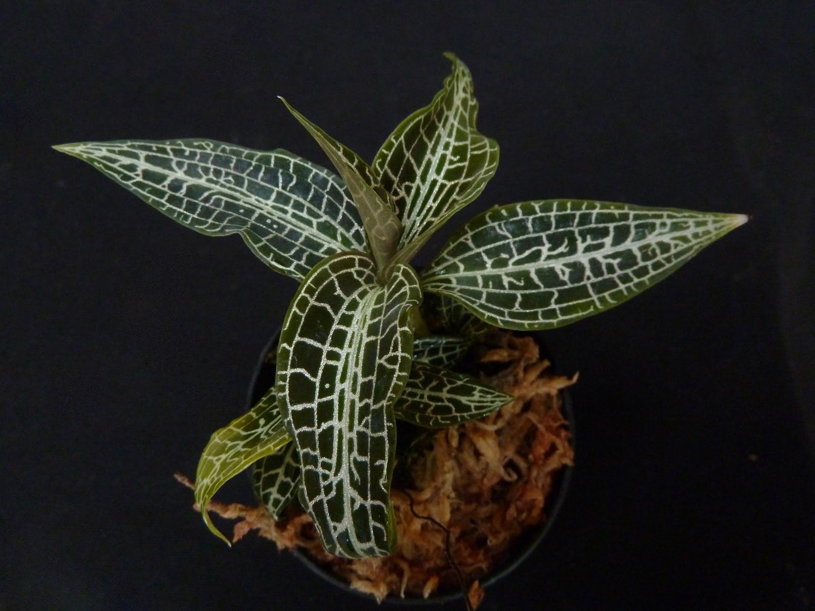 Goodyera hispida jewel orchid