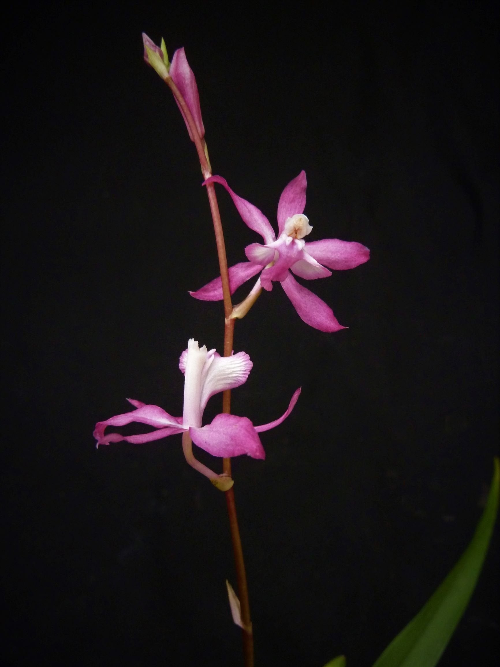 Cochlioda vulcanica pink with white flowers