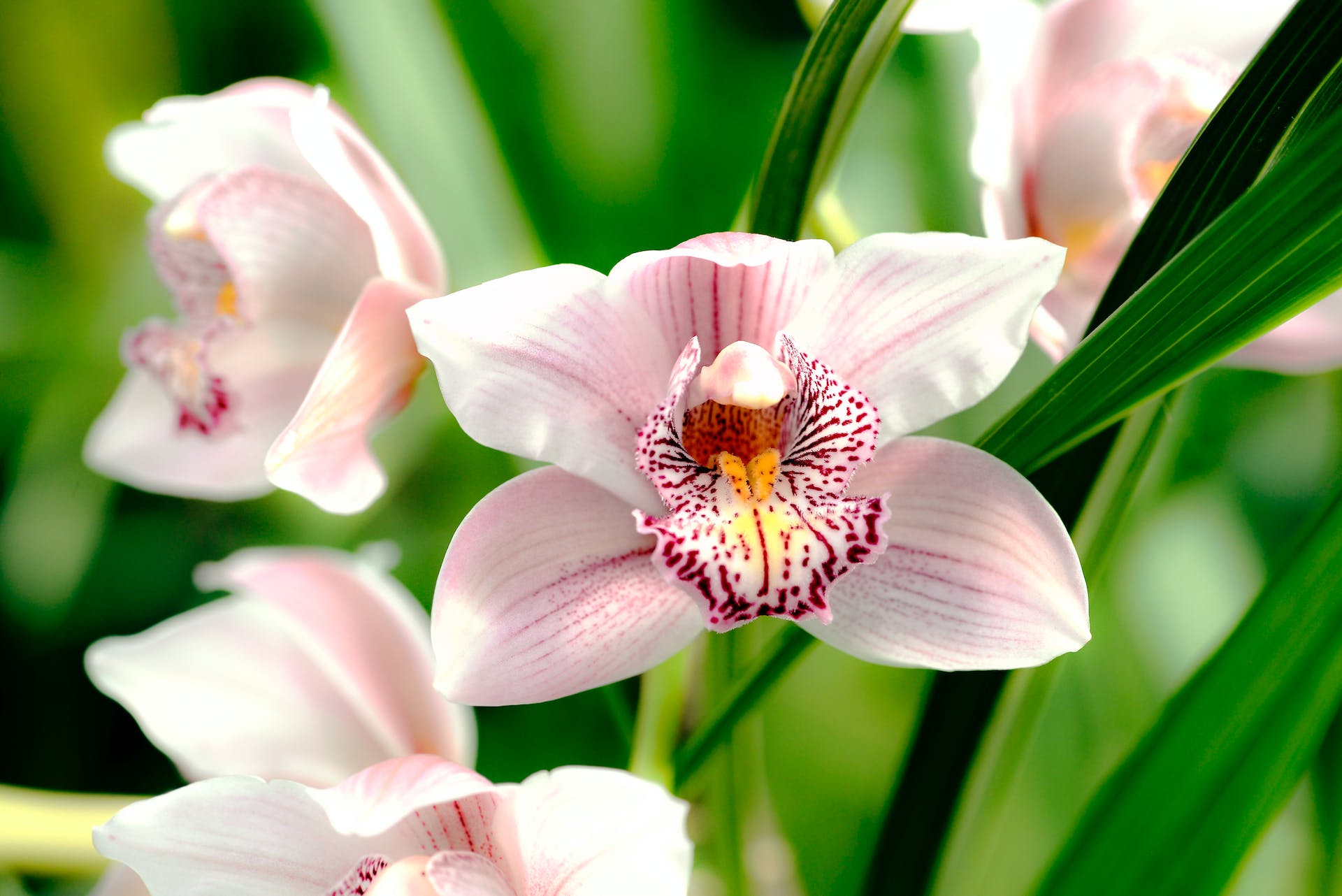 Cymbidium roze orchidee valentijnscadeau