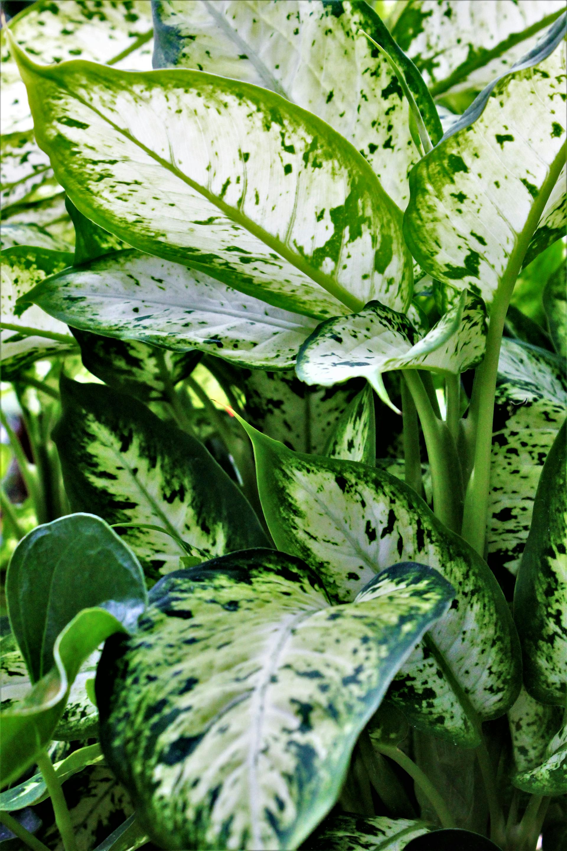 Dieffenbachia seguine