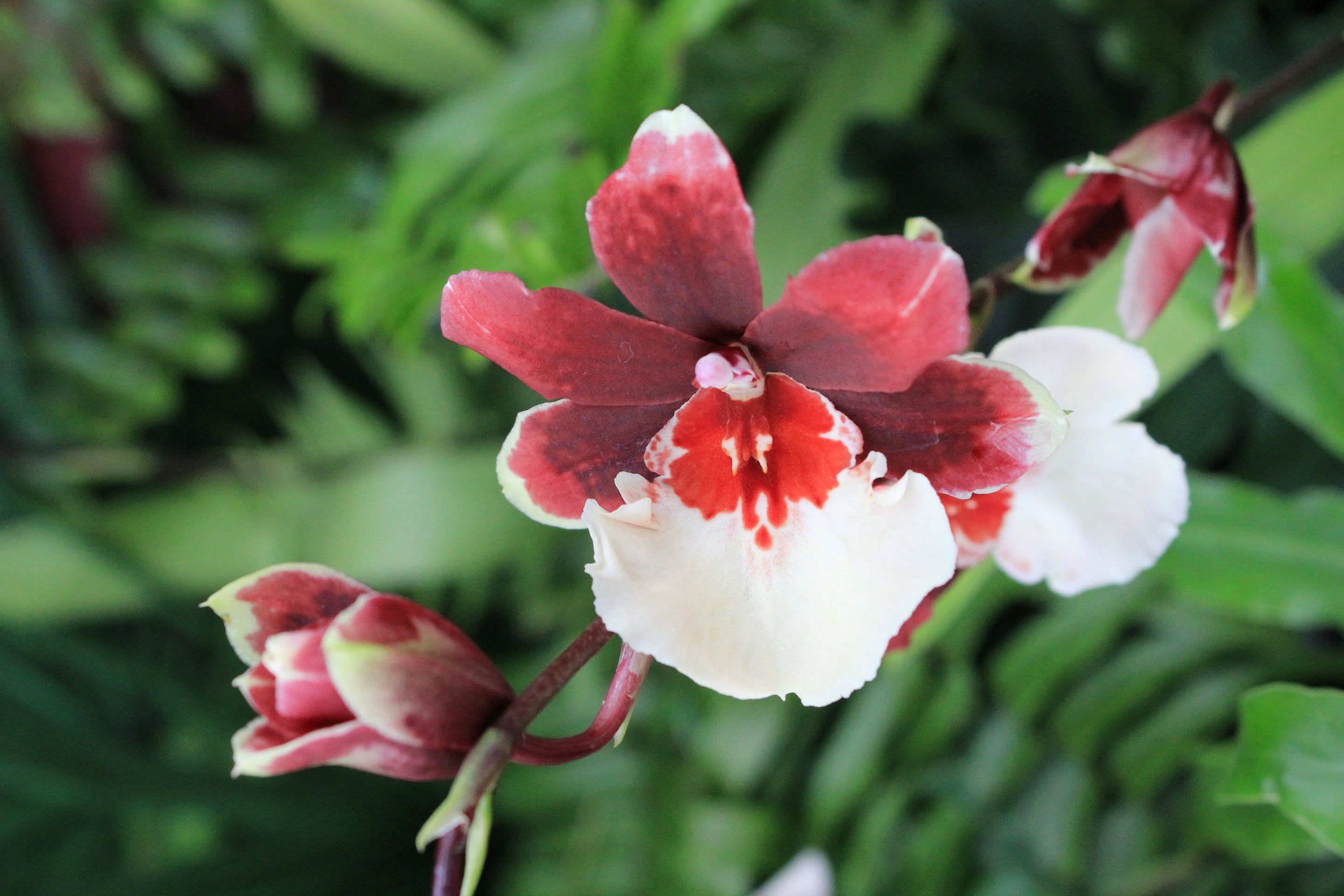 Miltonia rode orchidee bloeiend in de zomer